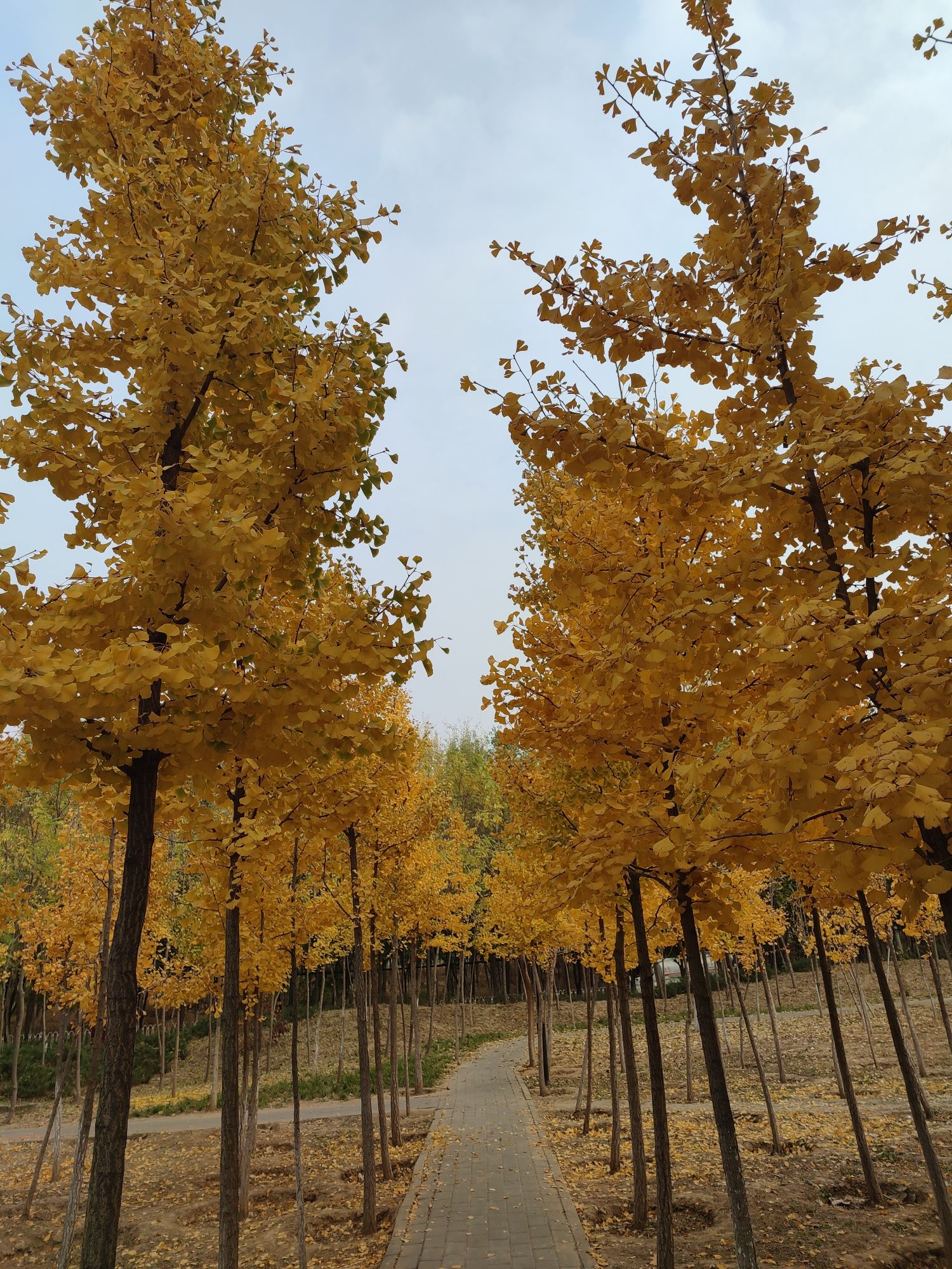 杨庄公园旅行图片 1