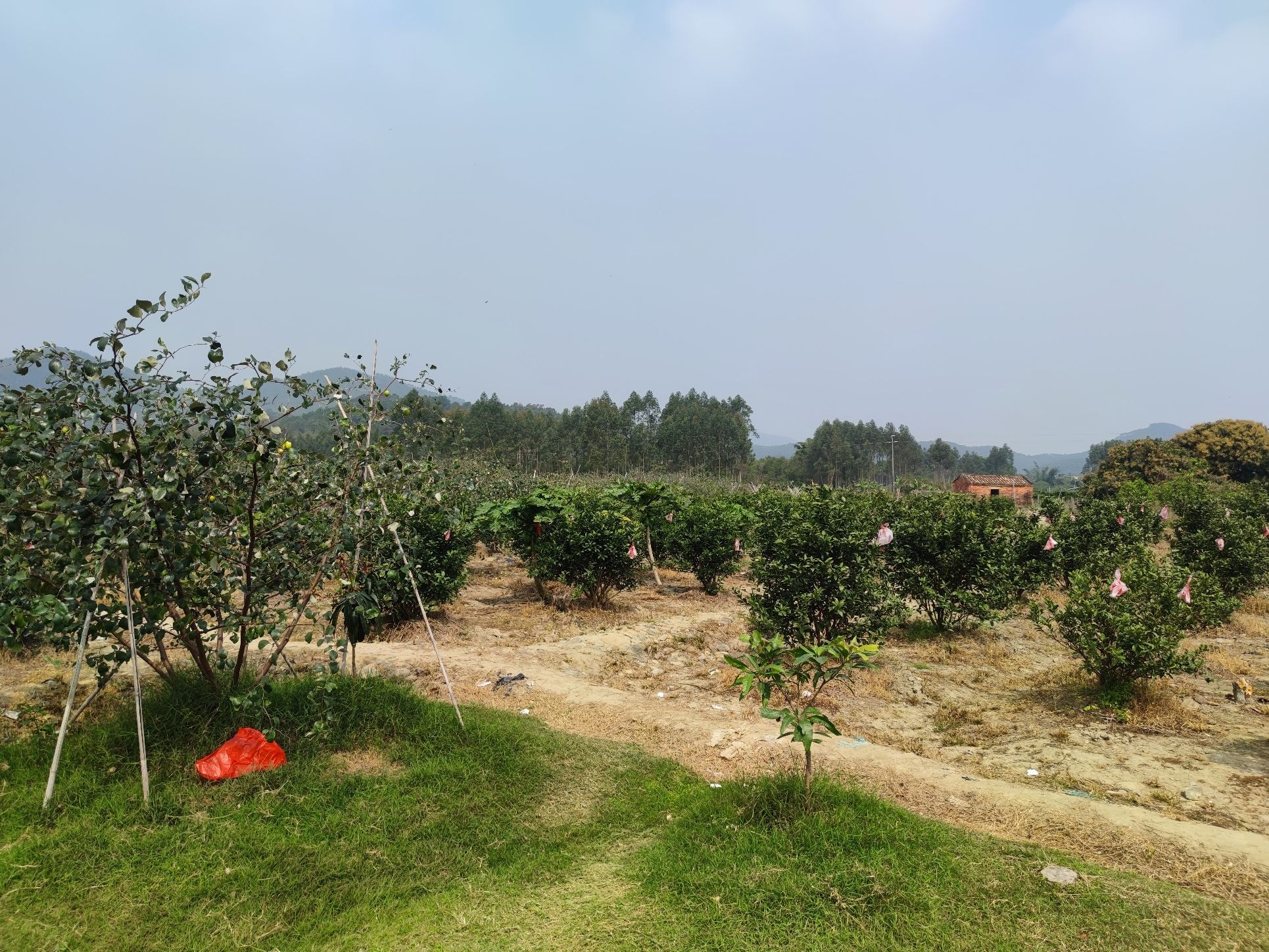 鹤山开心田野公园旅行图片 3