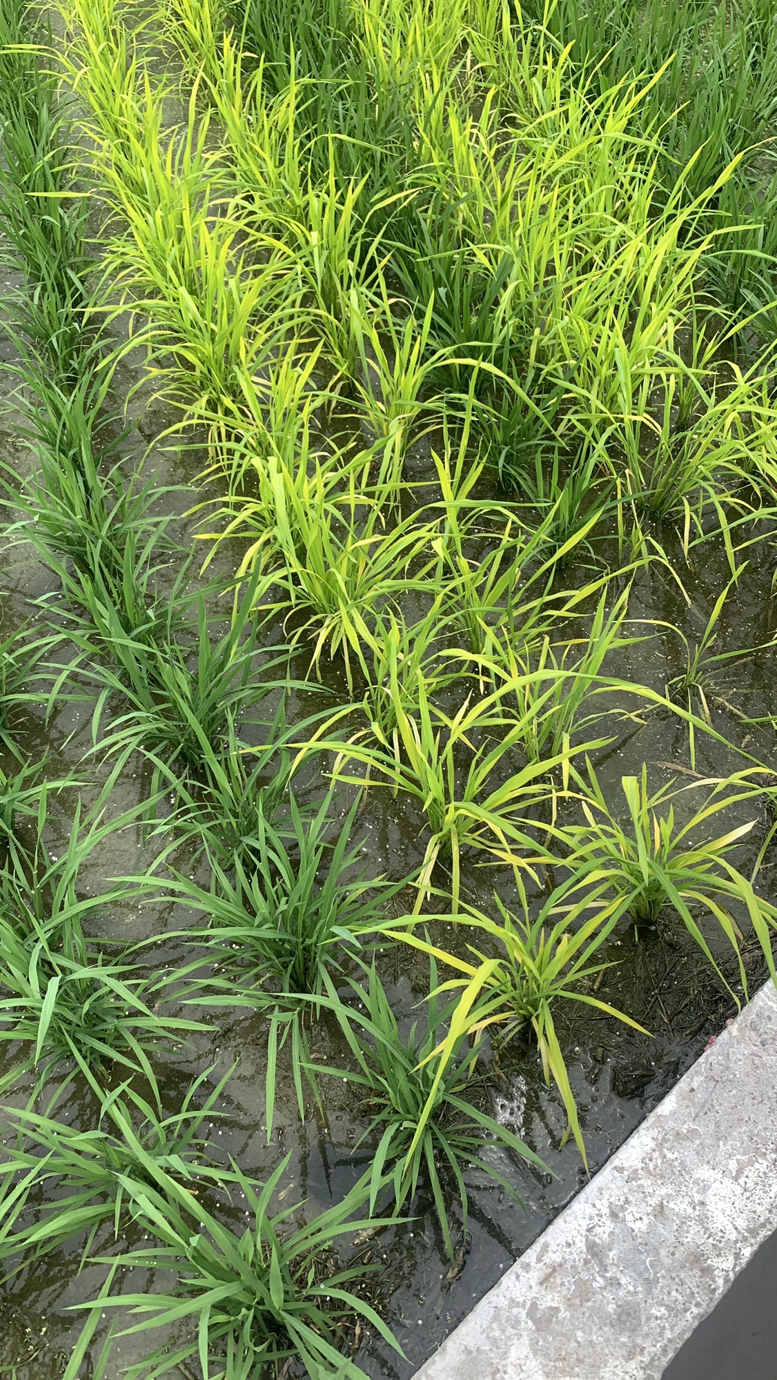 灌阳神农稻博园旅行图片 2
