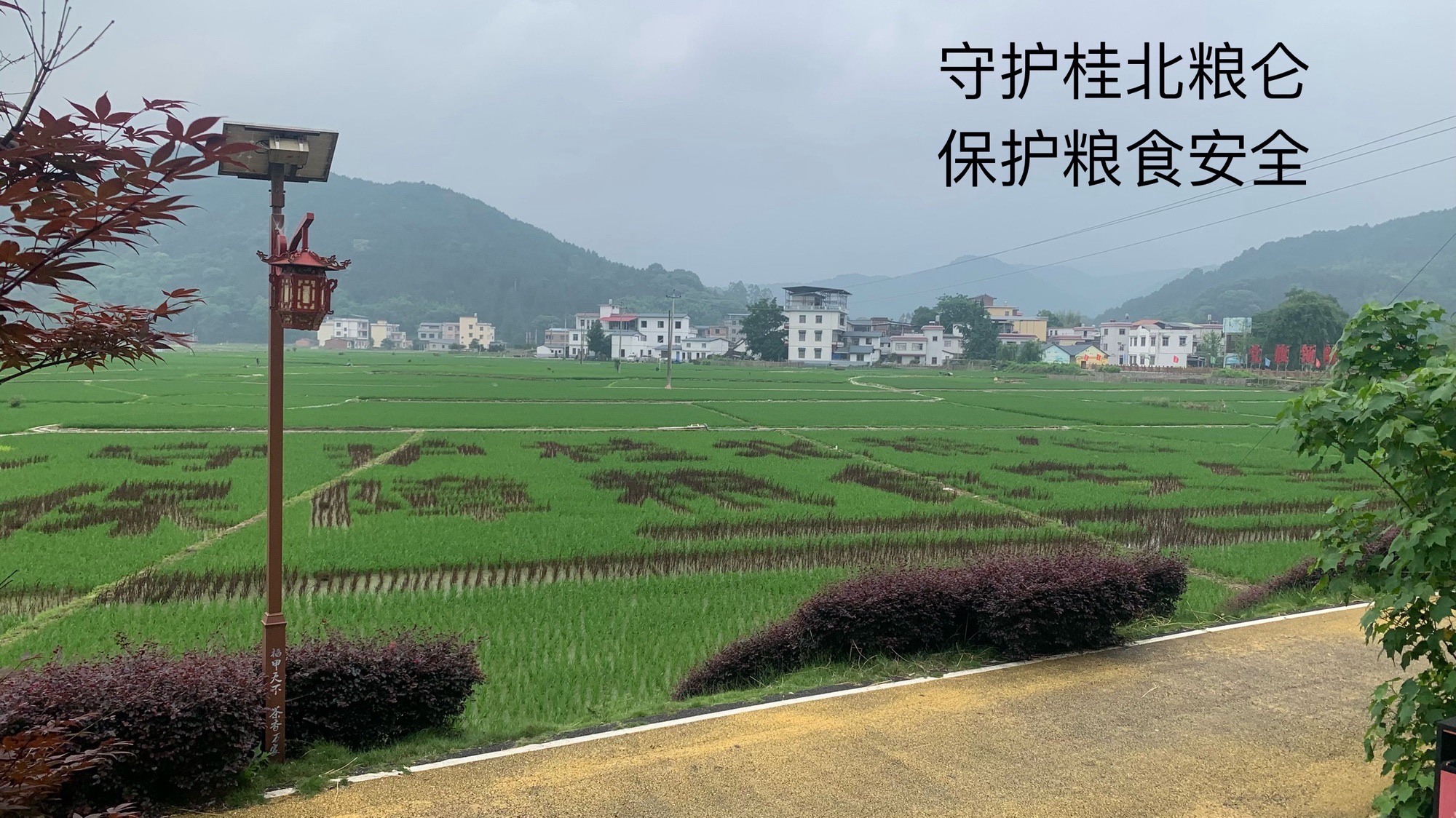 灌阳神农稻博园旅行图片 1