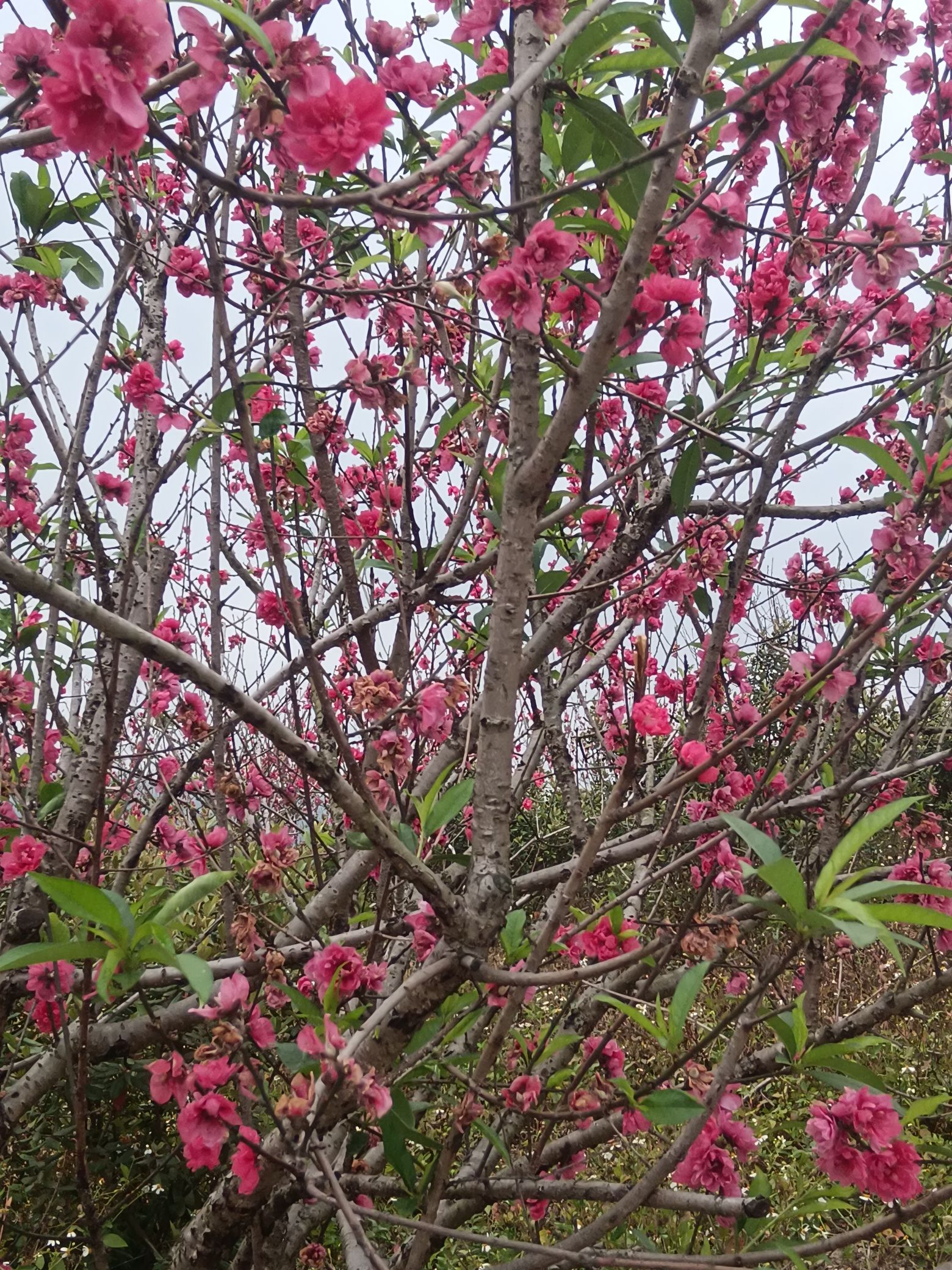 桃花园旅行图片 1