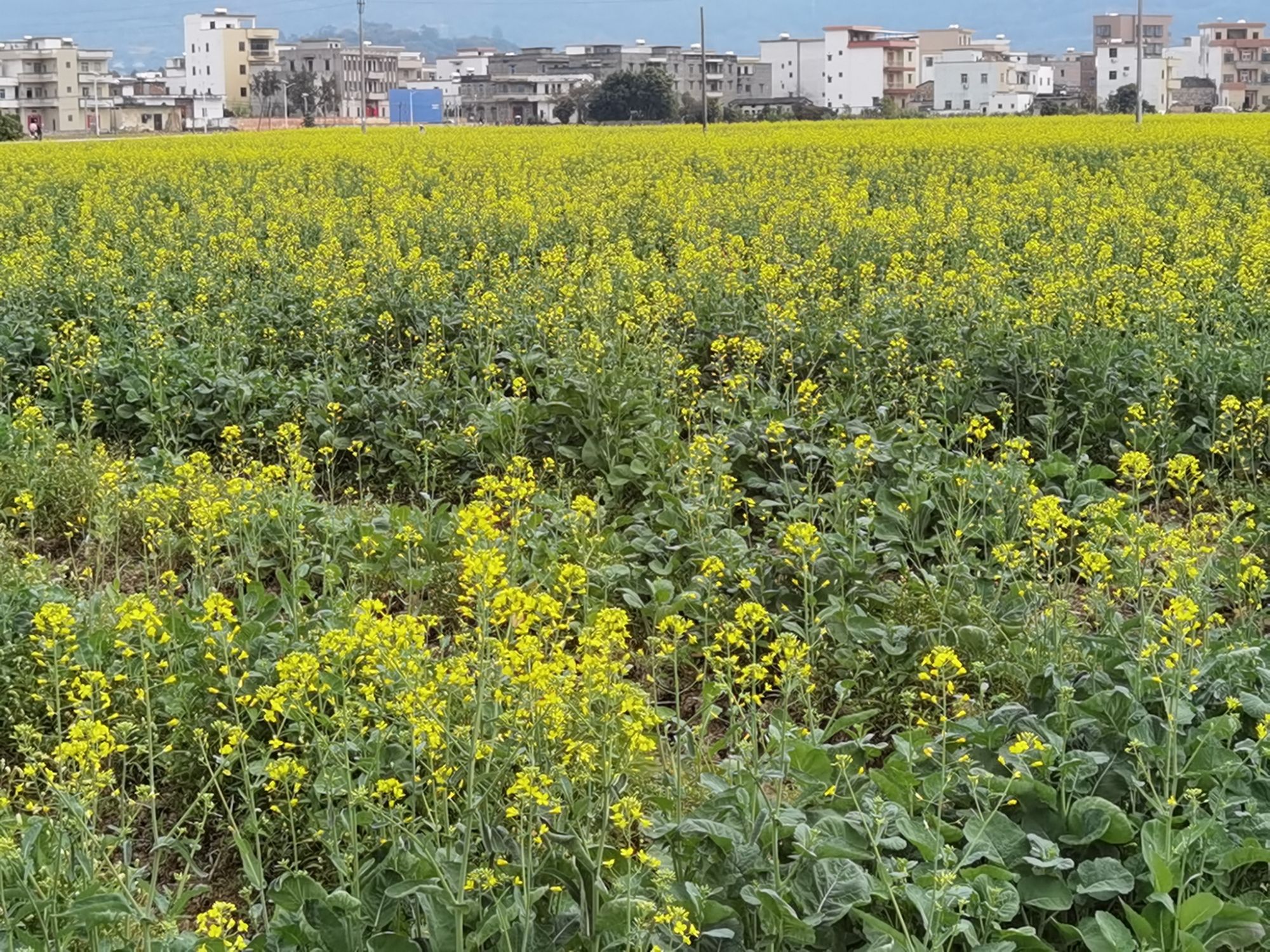 郁南连滩油菜花旅行图片 1