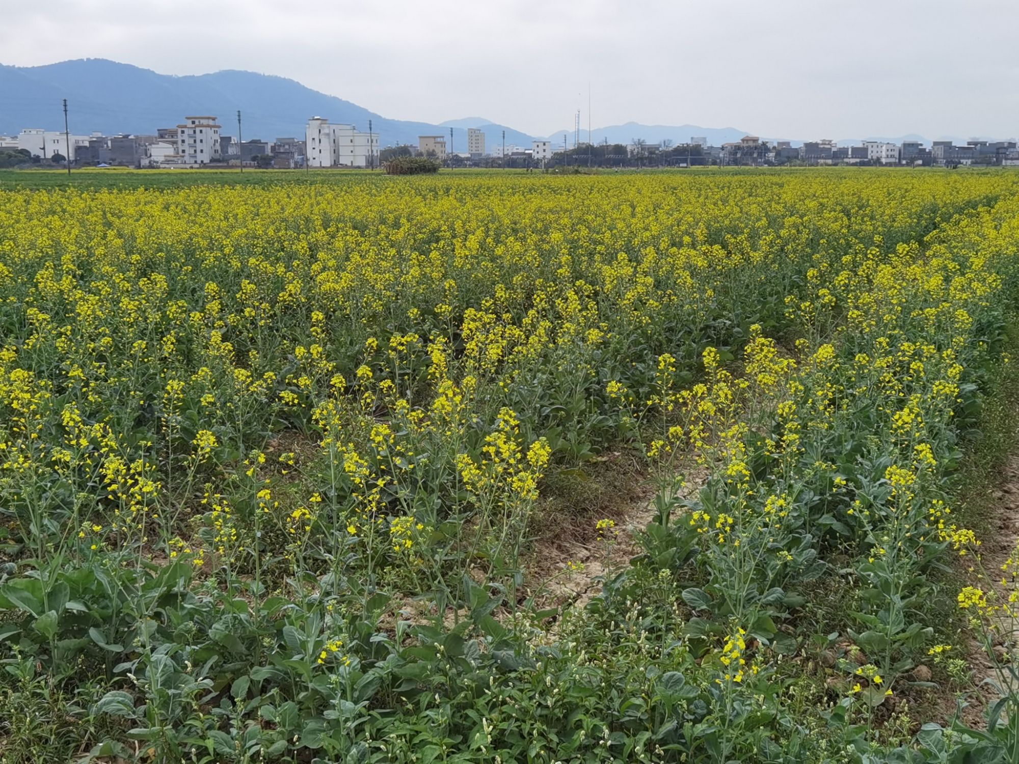郁南连滩油菜花旅行图片 2