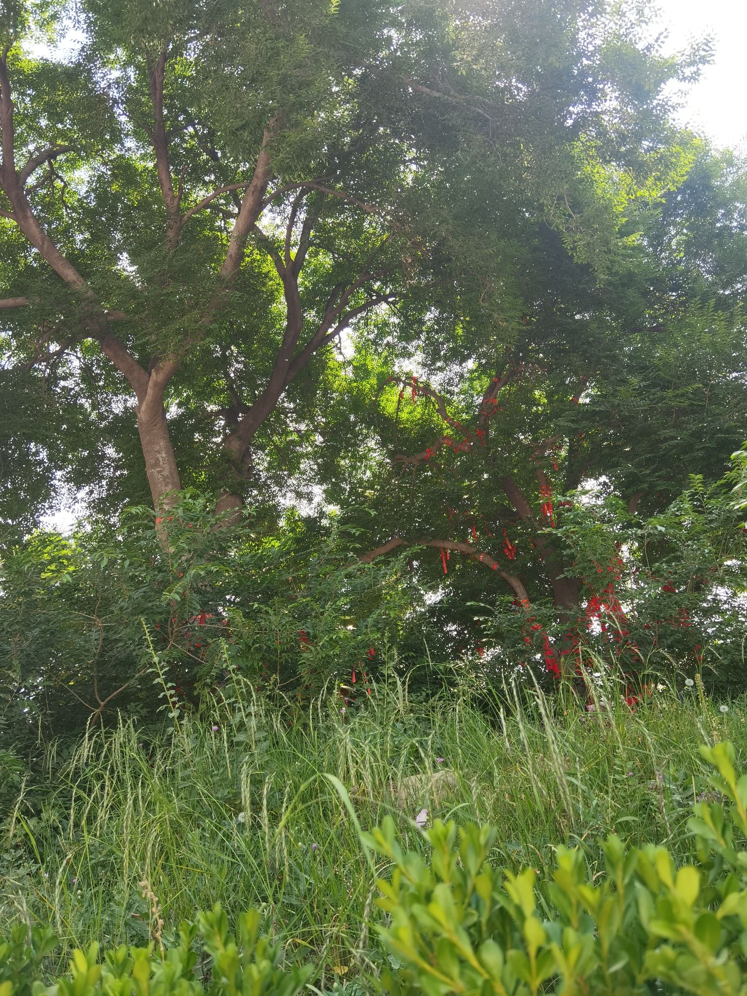 金村种子树旅行图片 2