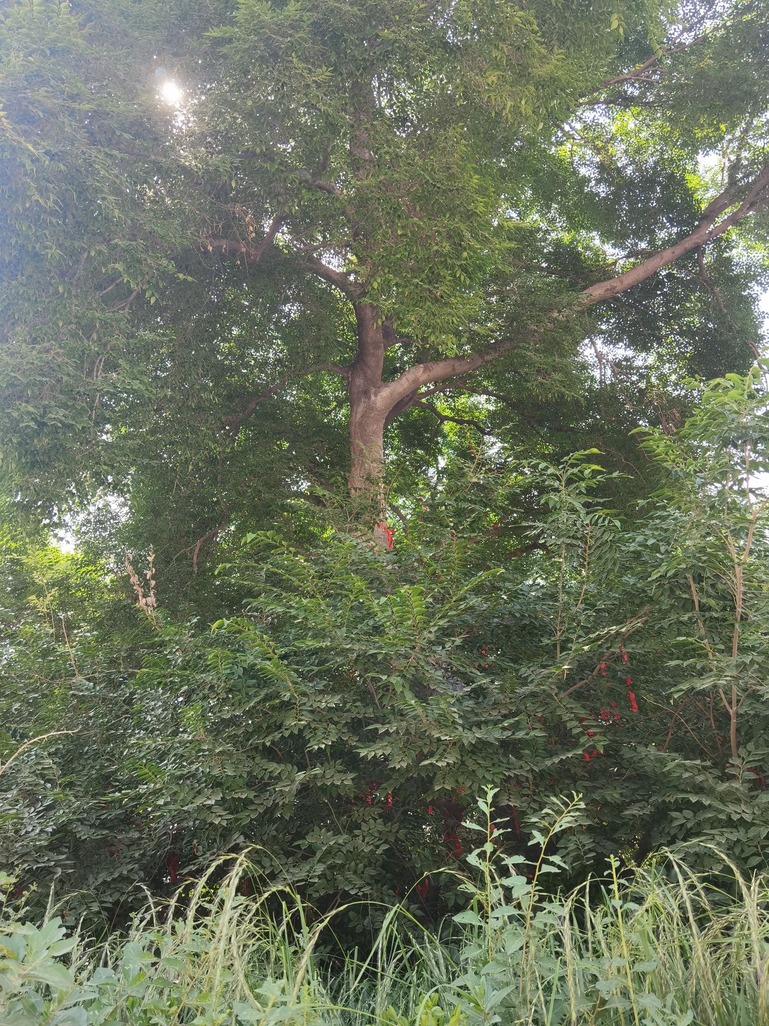 金村种子树旅行图片 3