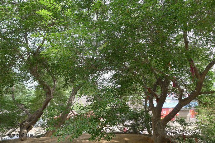 金村种子树旅行图片 1