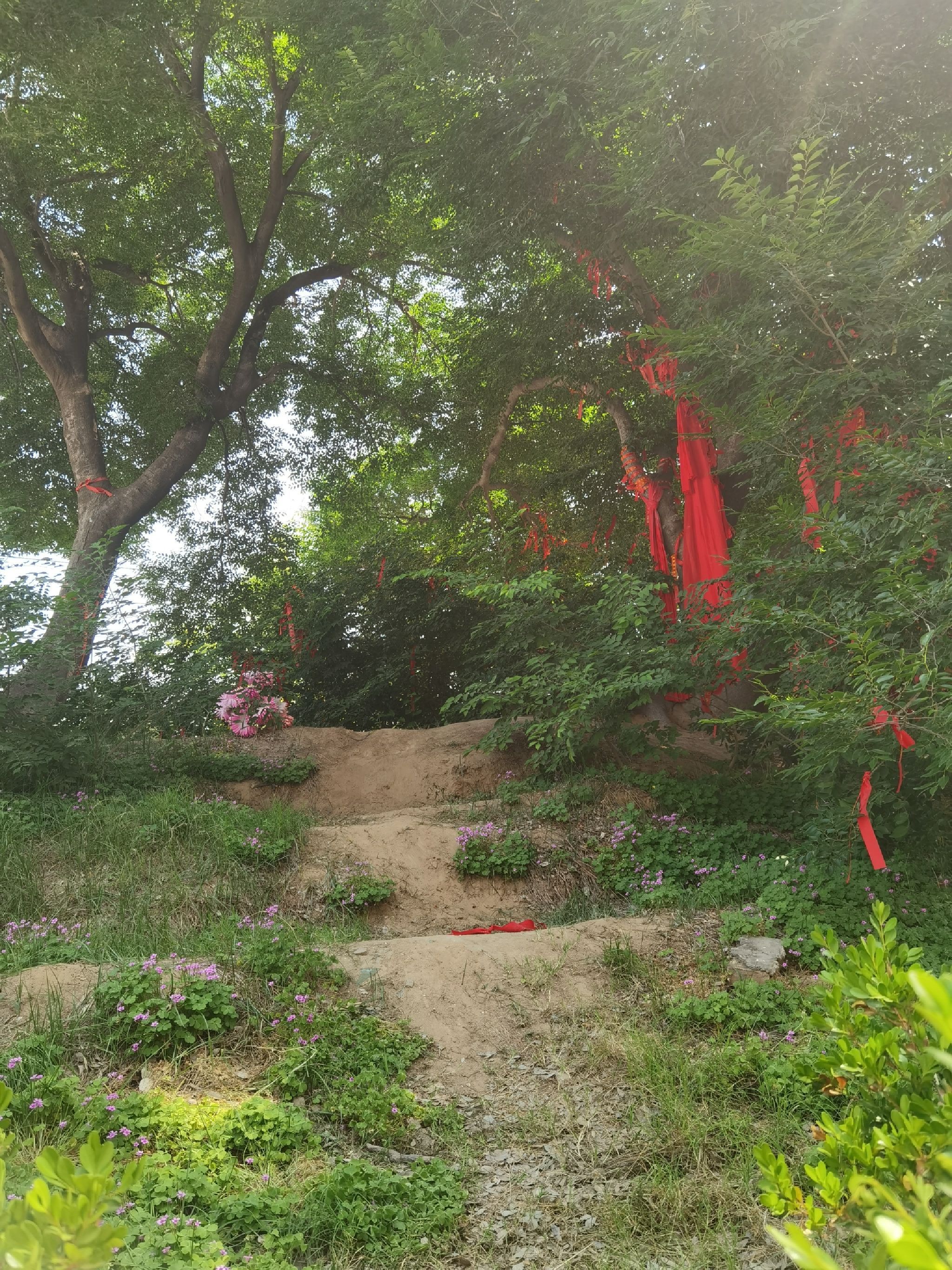 金村种子树旅行图片 1