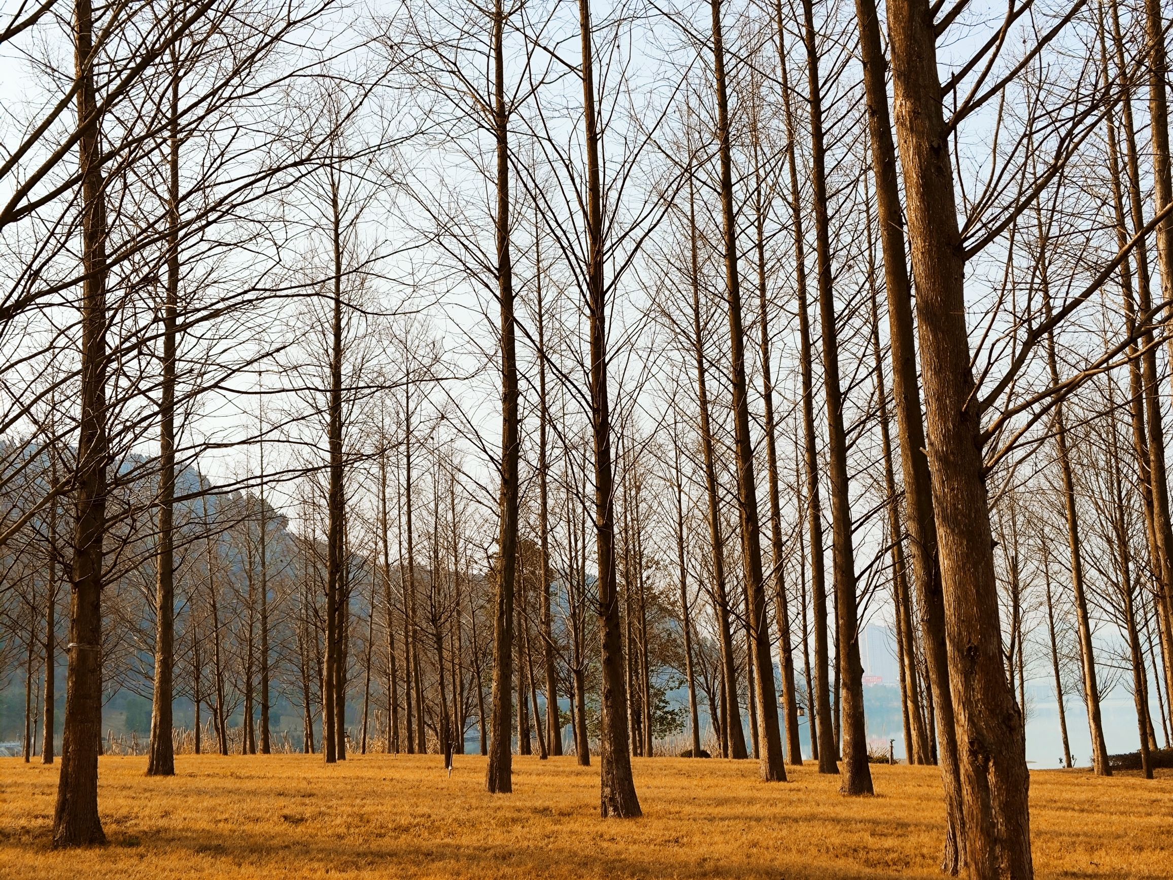 梨仙湖湿地公园旅行图片 3