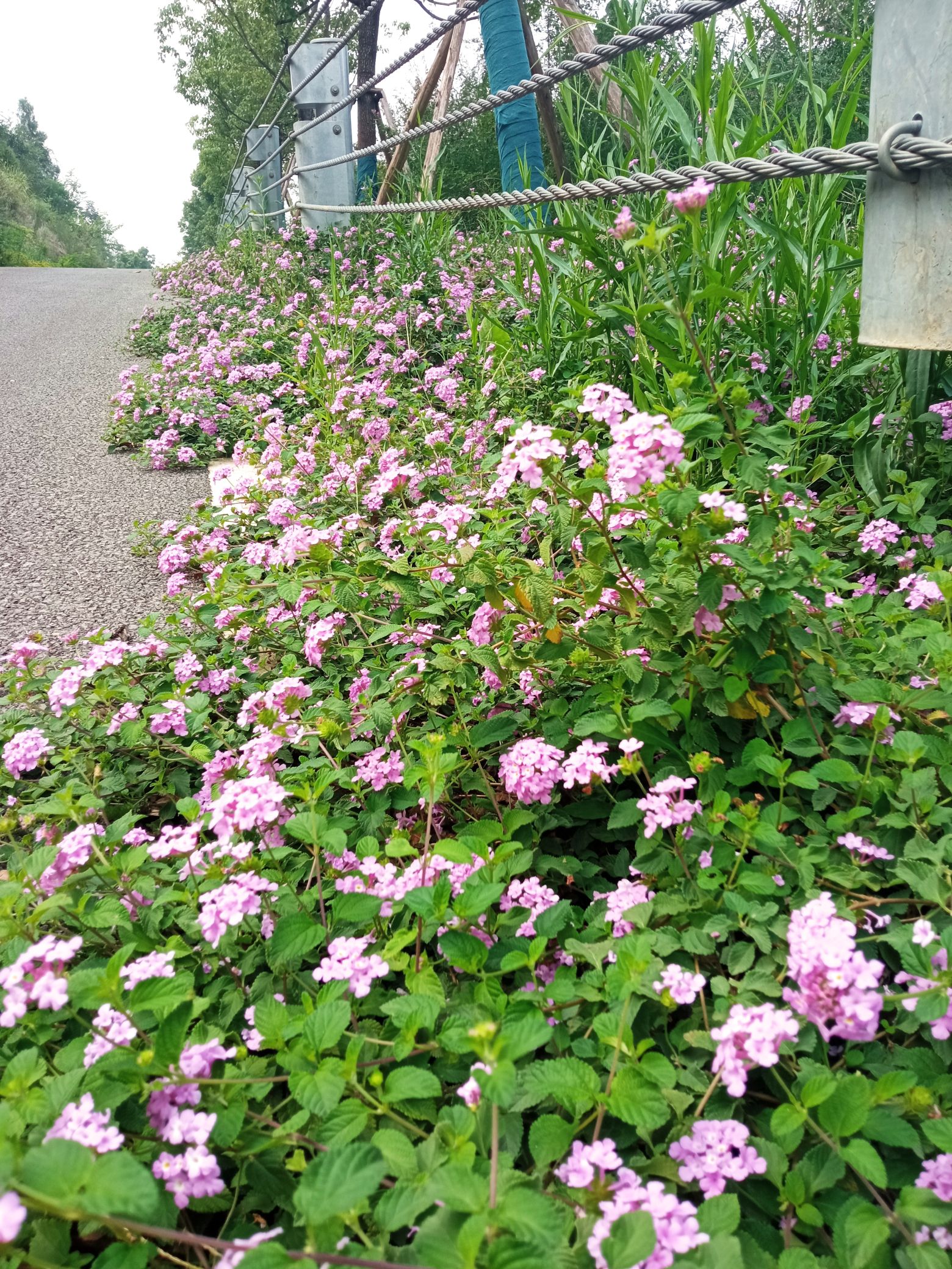 大洪湖桃花岛旅行图片 3