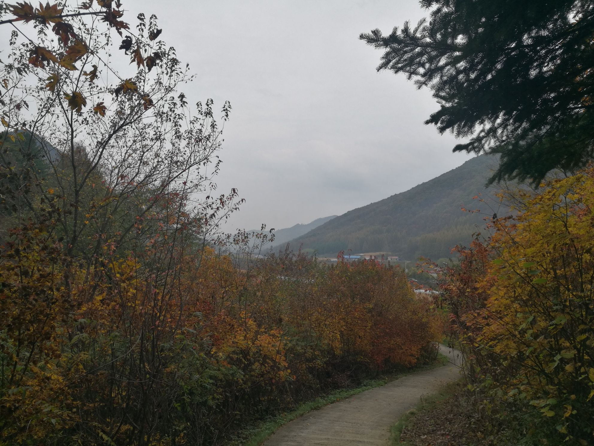 枫叶谷栈道旅行图片 1