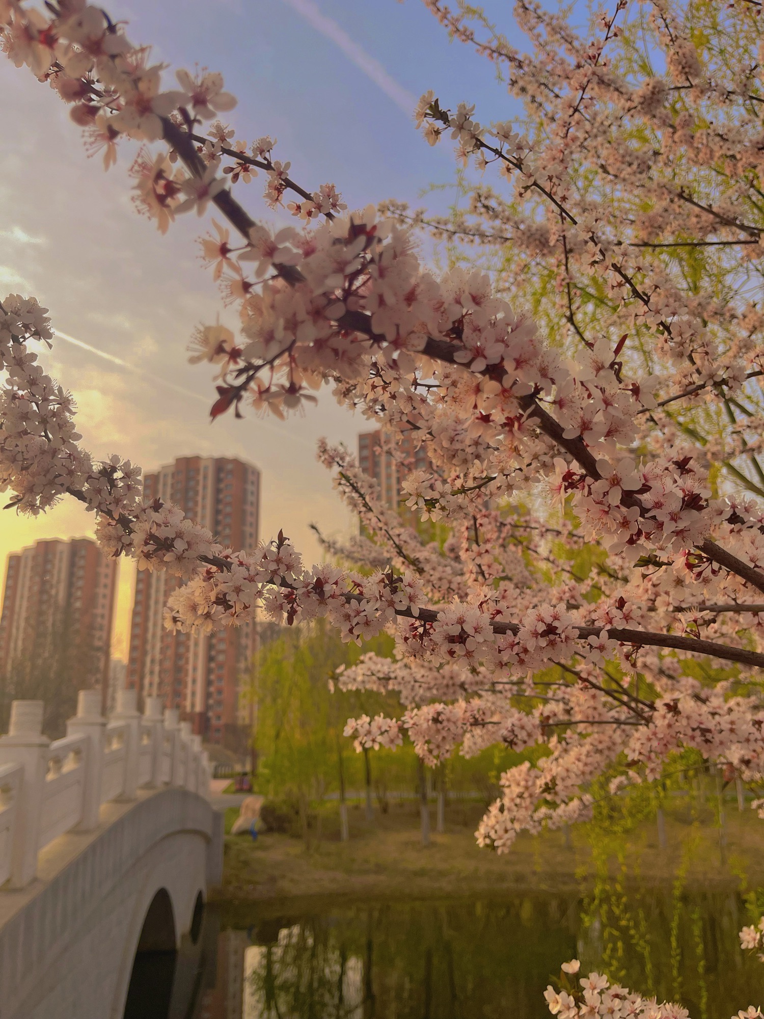双青公园旅行图片 1