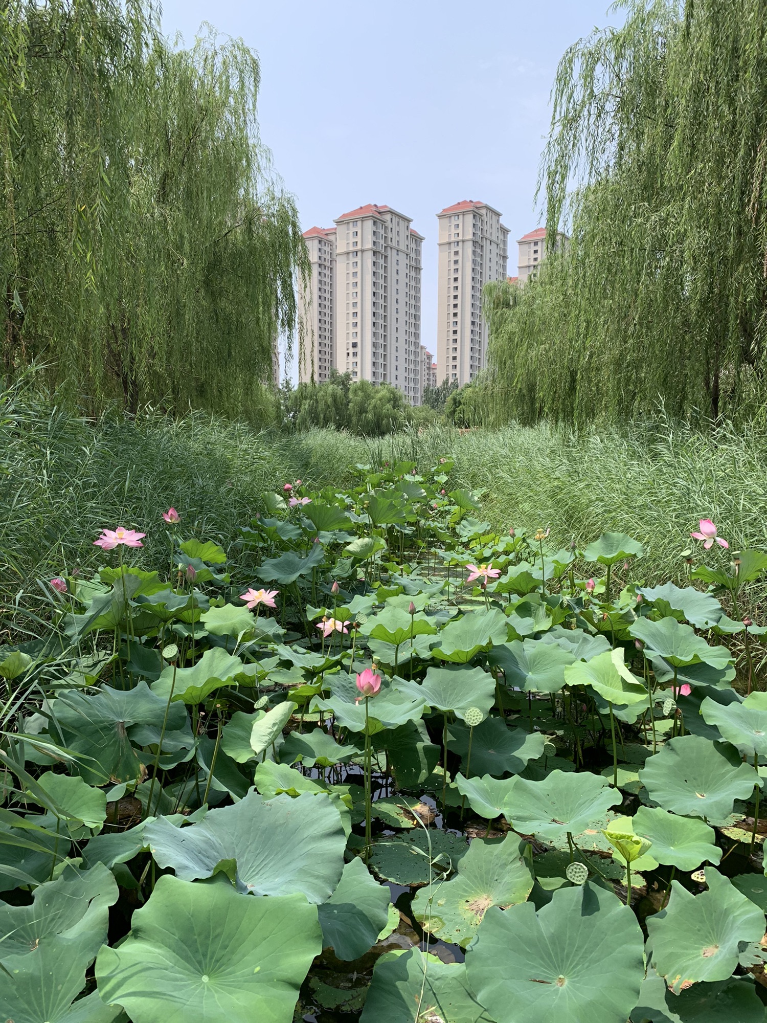 双青公园旅行图片 1