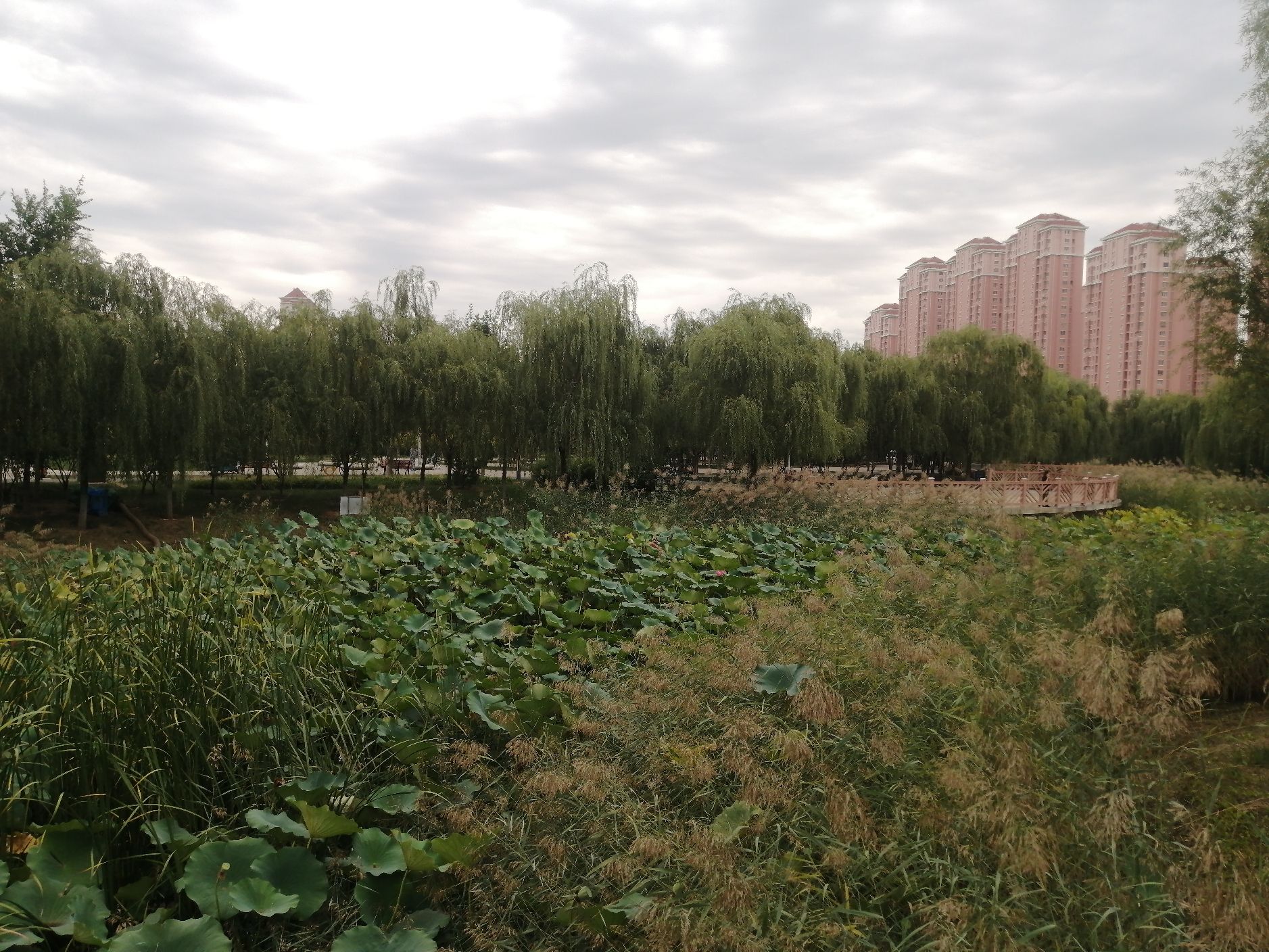 双青公园旅行图片 1