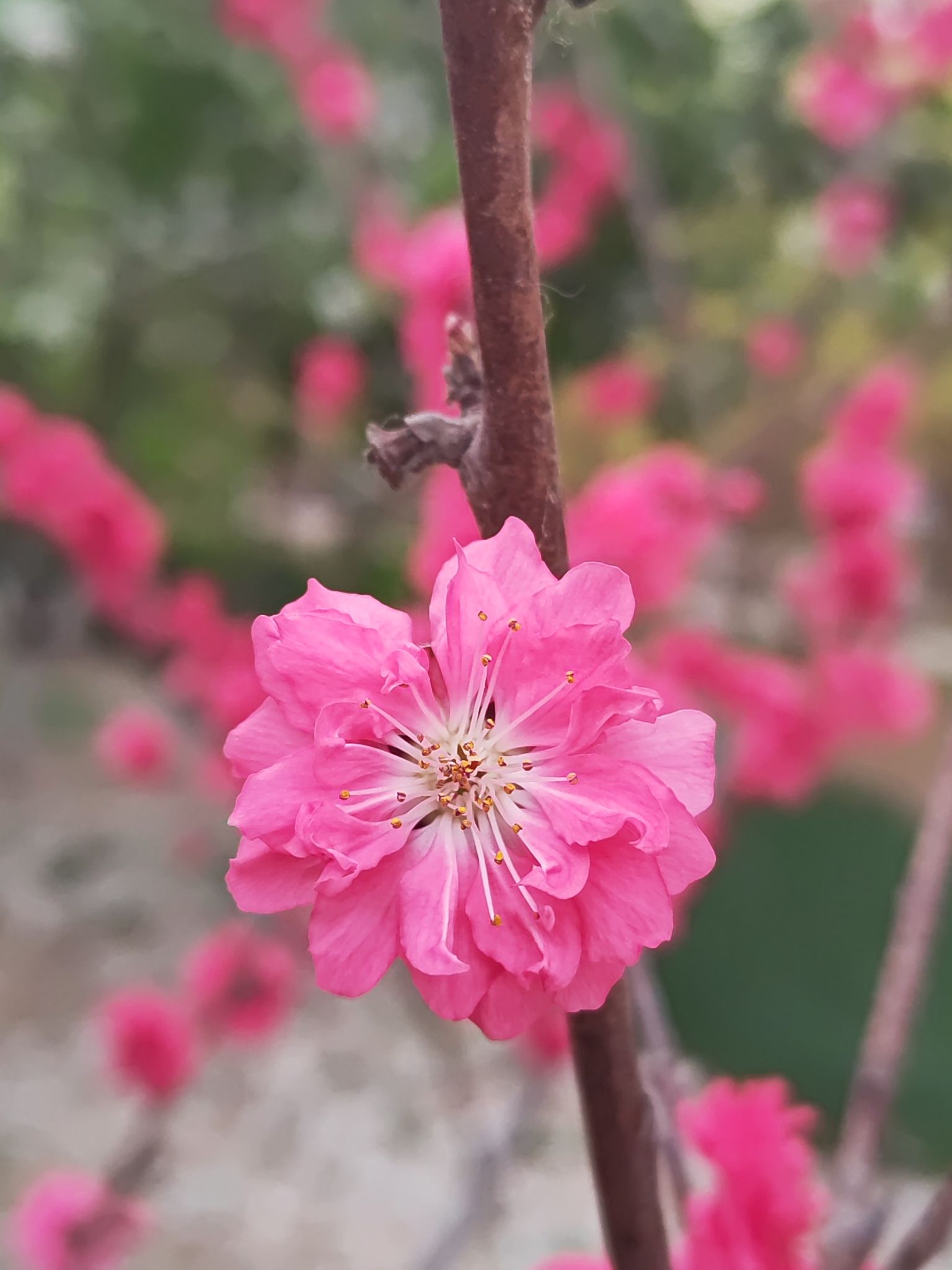 双青公园旅行图片 2