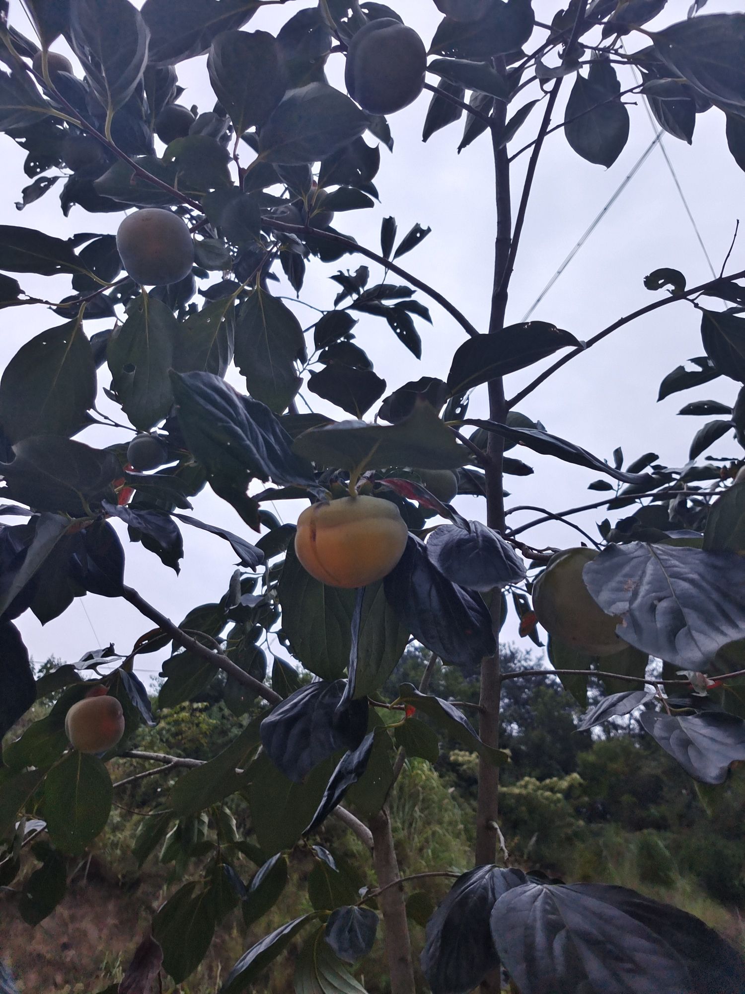 秦巴生态植物园旅行图片 2