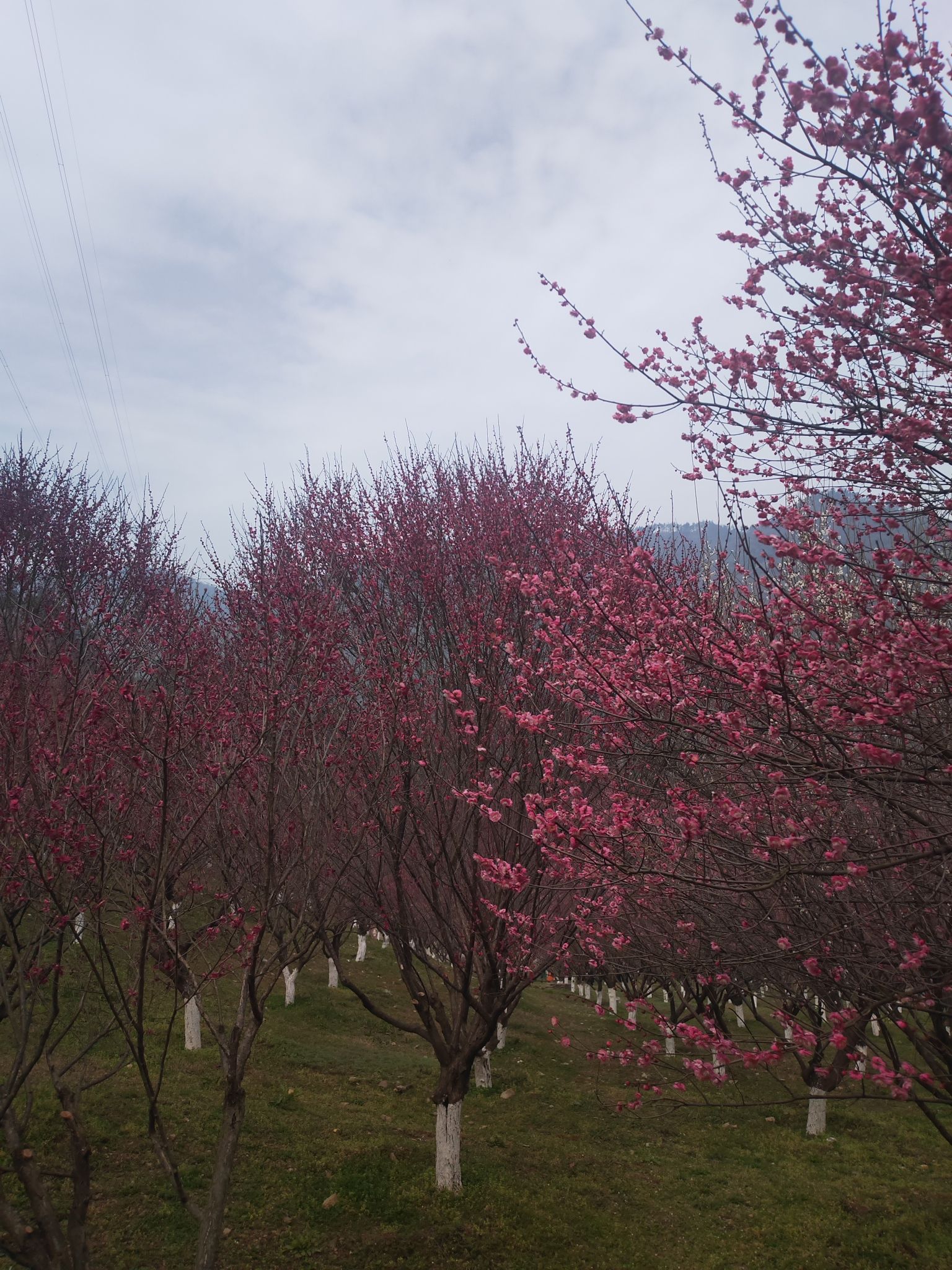 秦巴生态植物园旅行图片 3