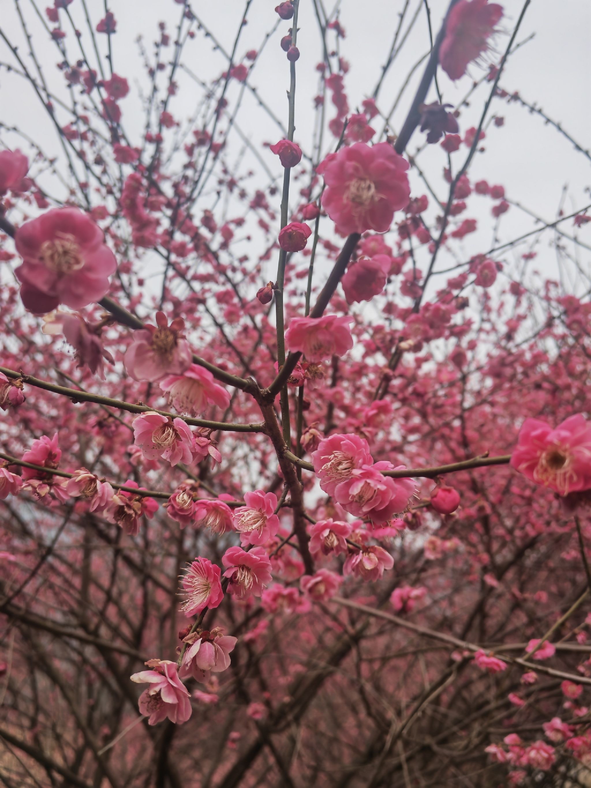 秦巴生态植物园旅行图片