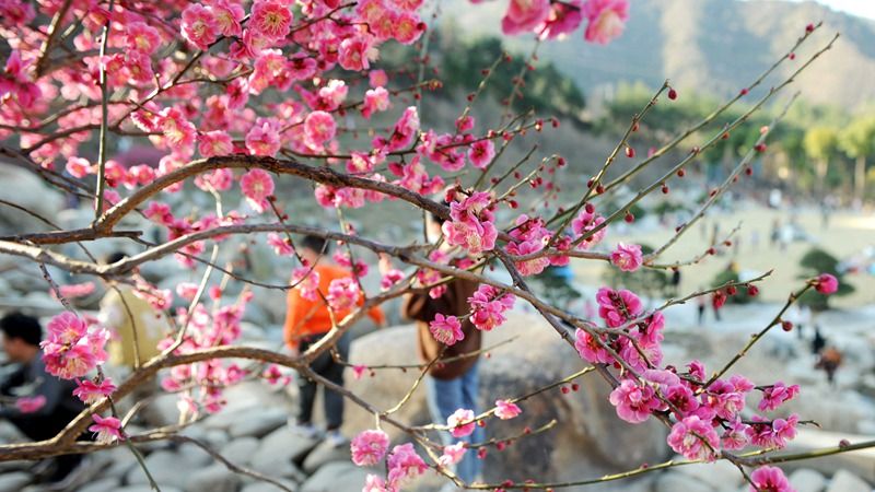 秦巴生态植物园旅行图片 2