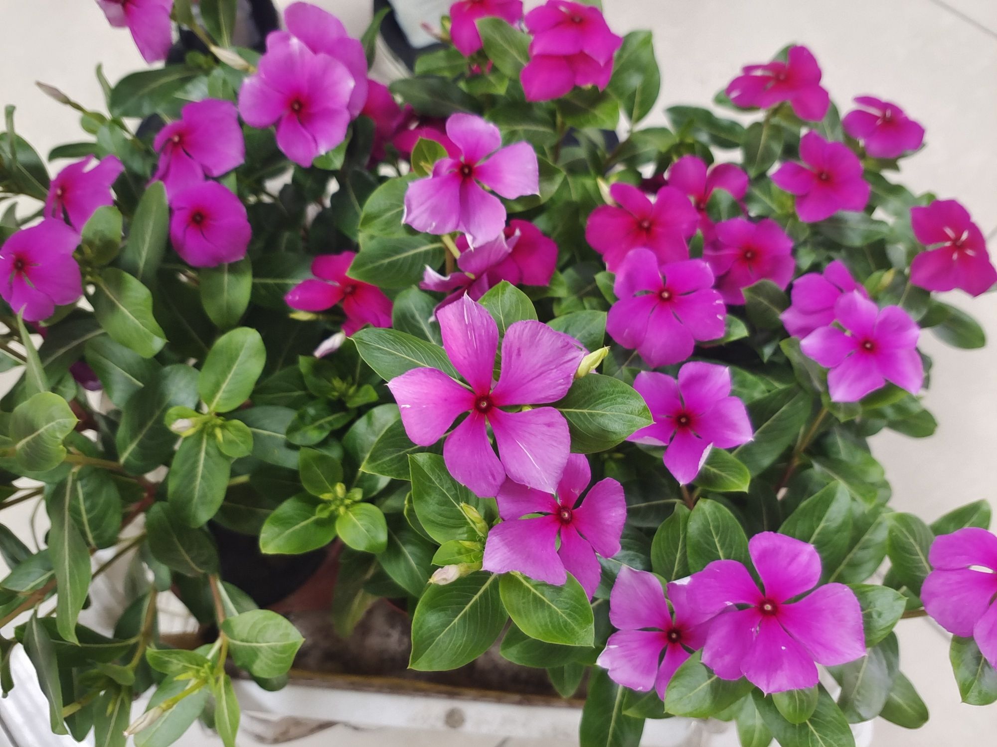 秦巴生态植物园旅行图片 3
