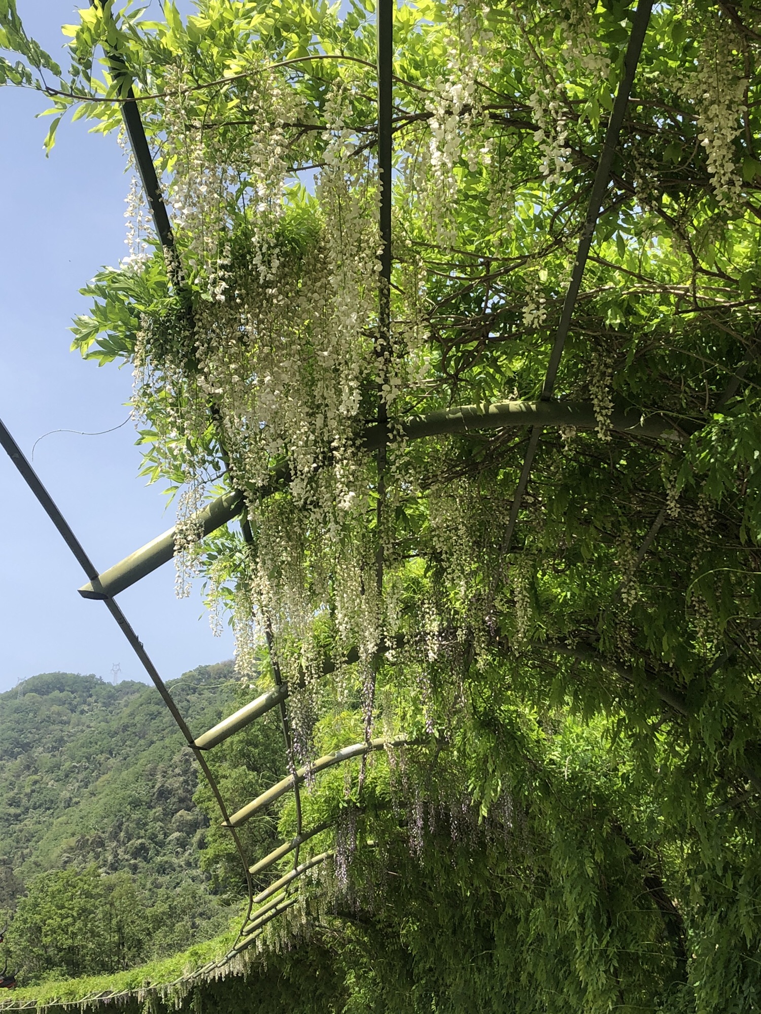 秦巴生态植物园旅行图片