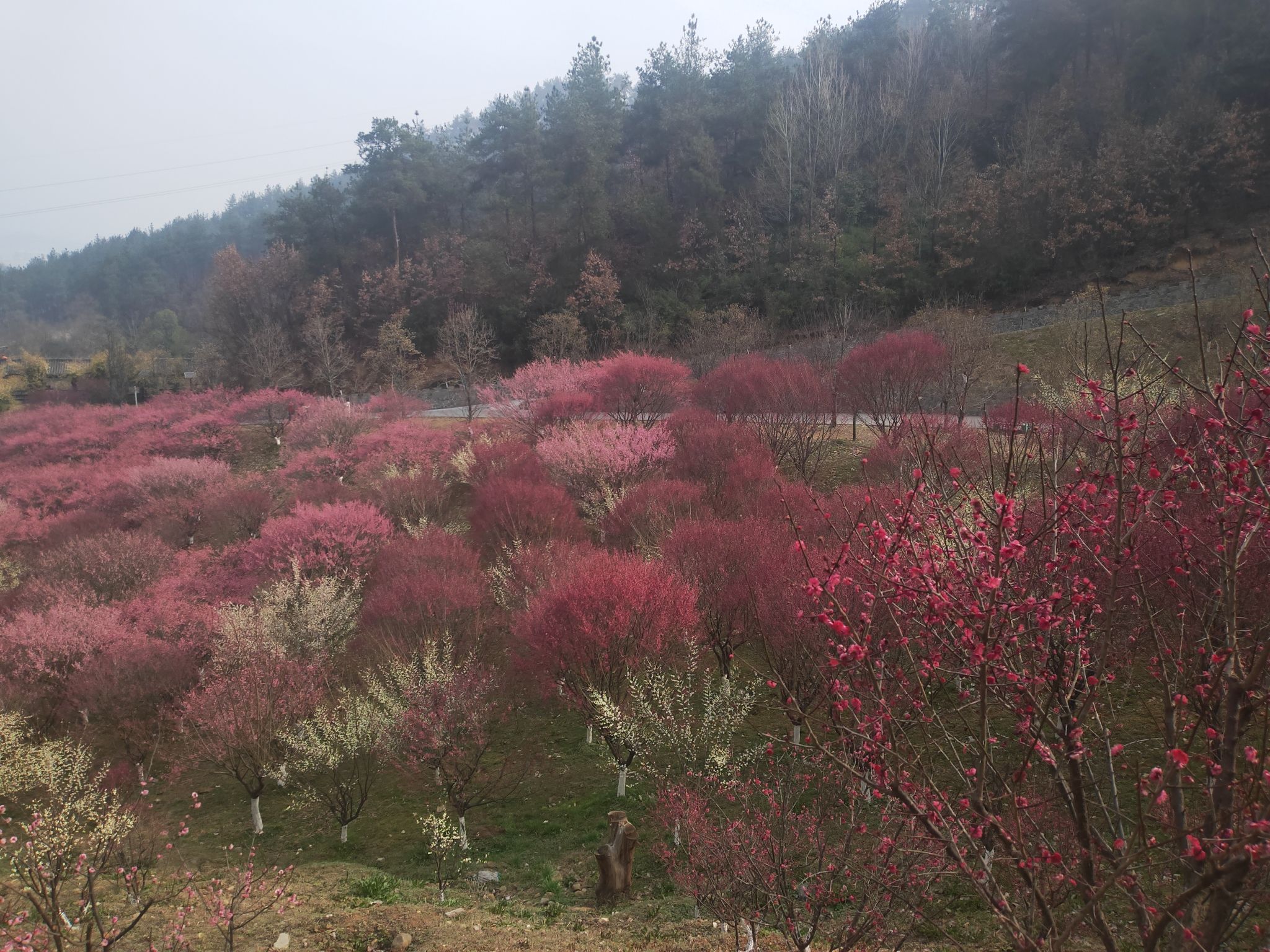 秦巴生态植物园旅行图片 2