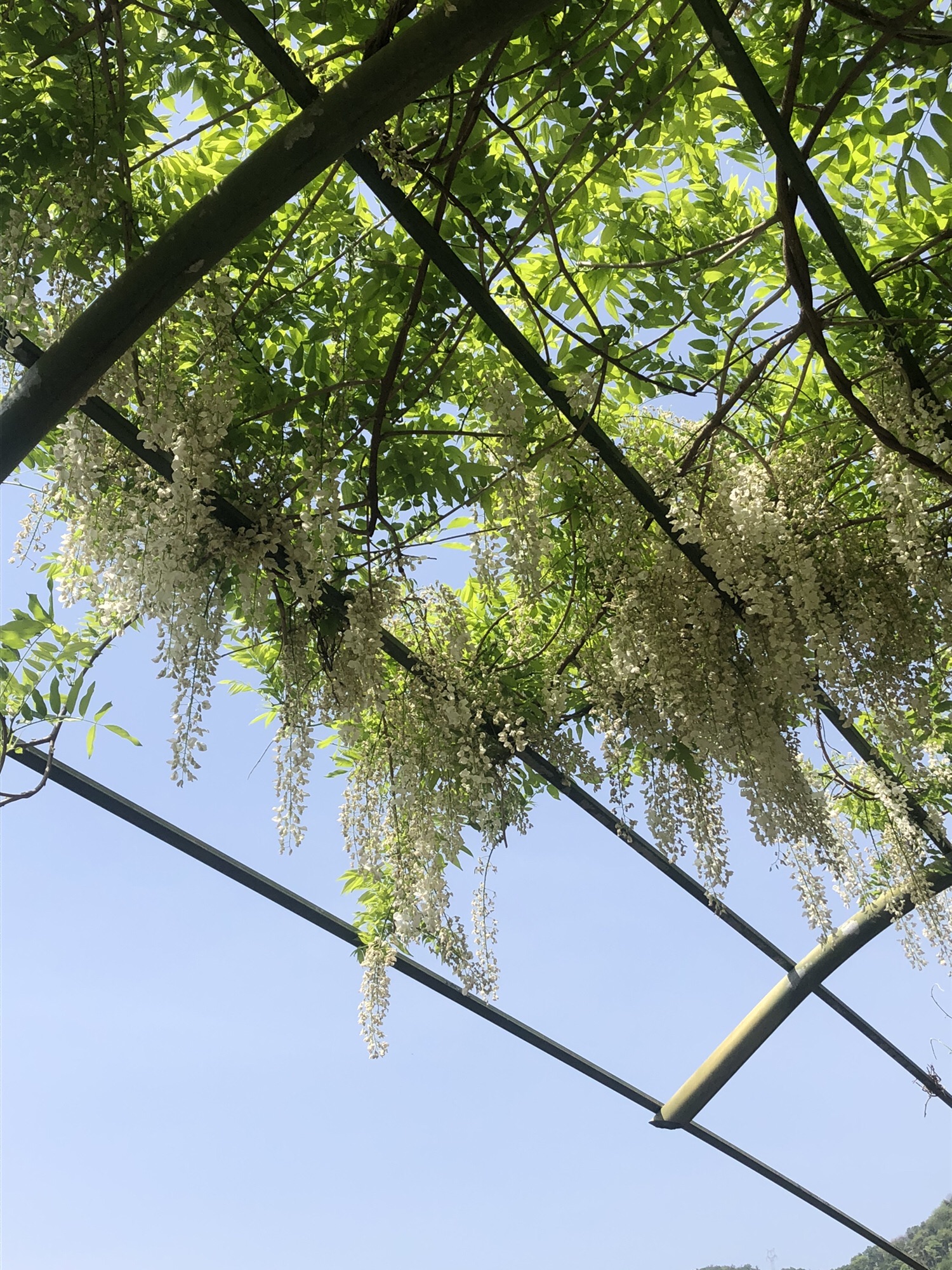 秦巴生态植物园旅行图片 3