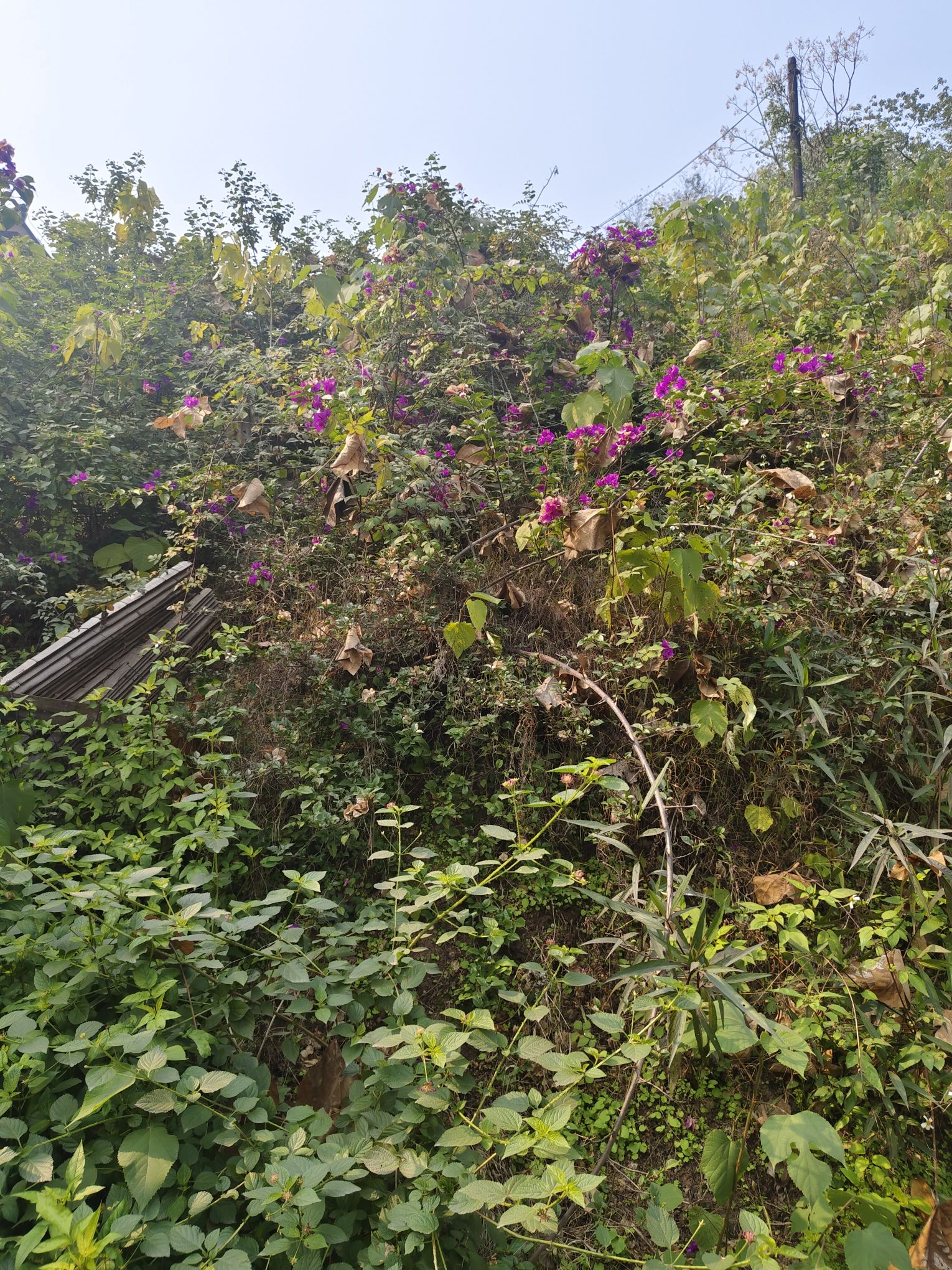 塔山公园旅行图片 3