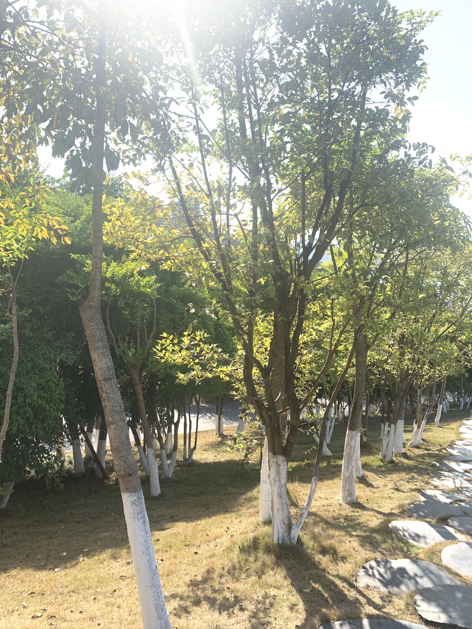 大地坡公园旅行图片 2
