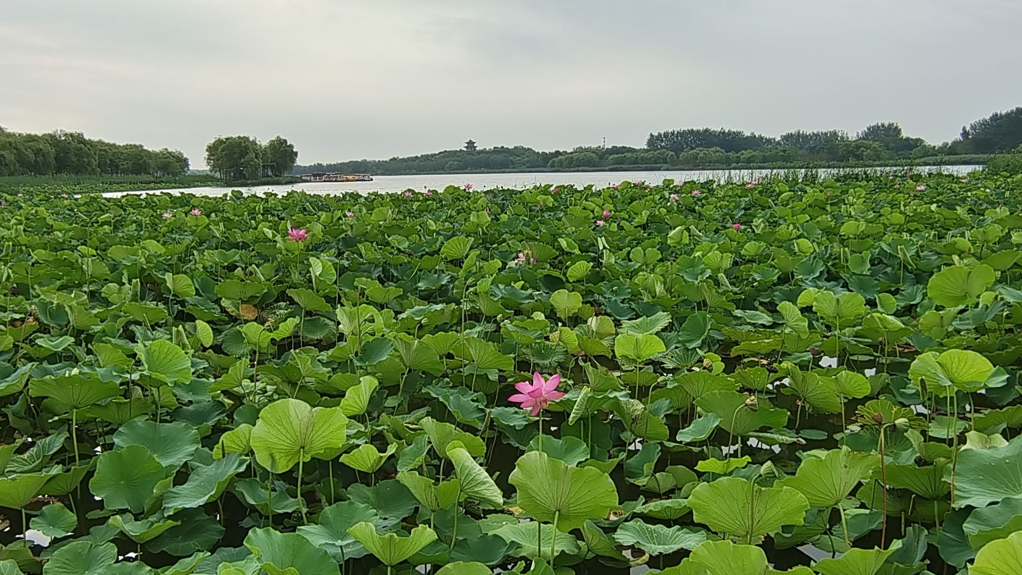 阜城湖公园旅行图片 1
