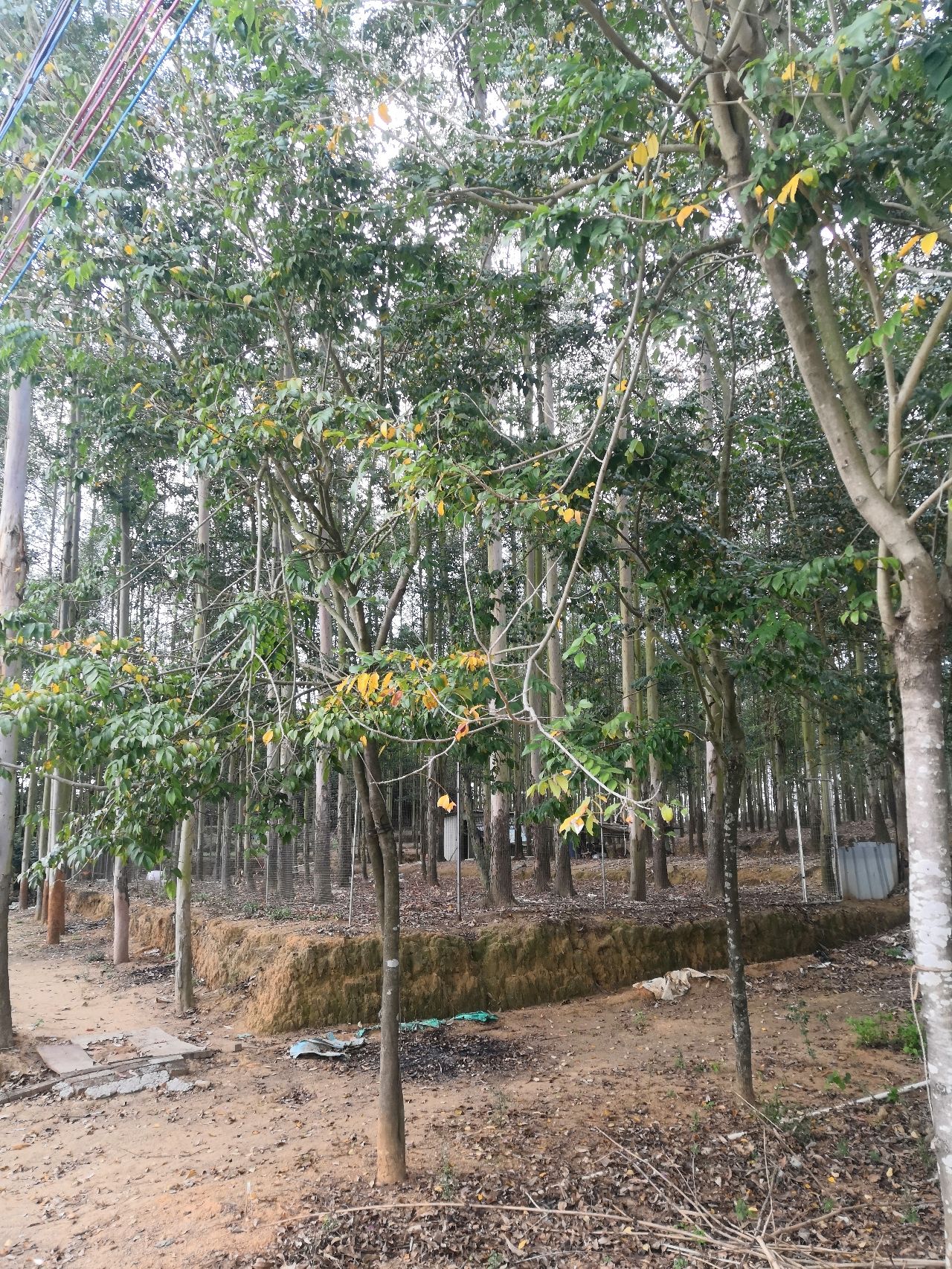 黄花风铃木景区(桐坑)旅行图片 1