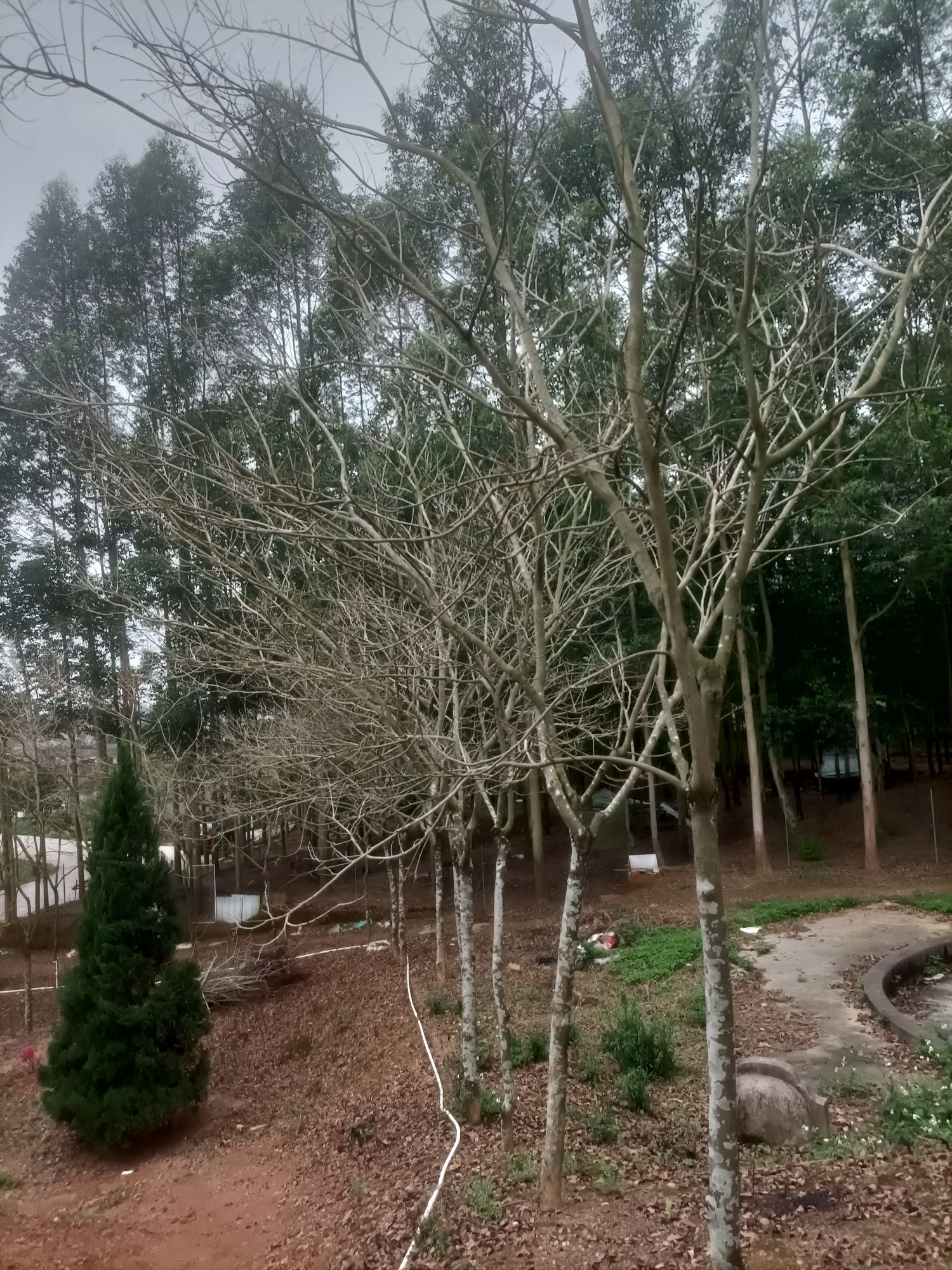 黄花风铃木景区(桐坑)旅行图片 1