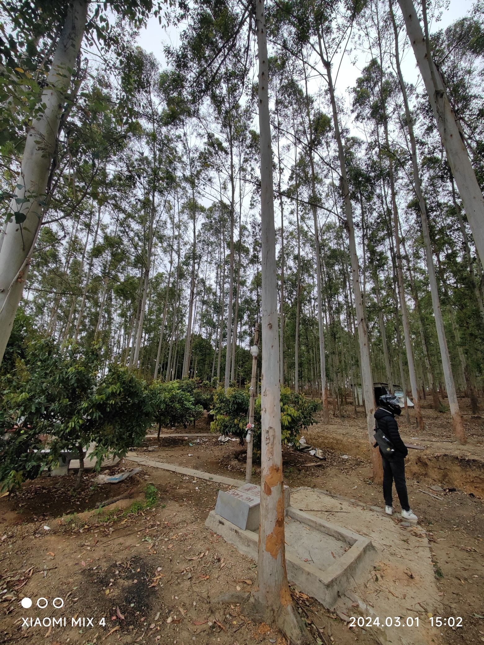 黄花风铃木景区(桐坑)旅行图片 1