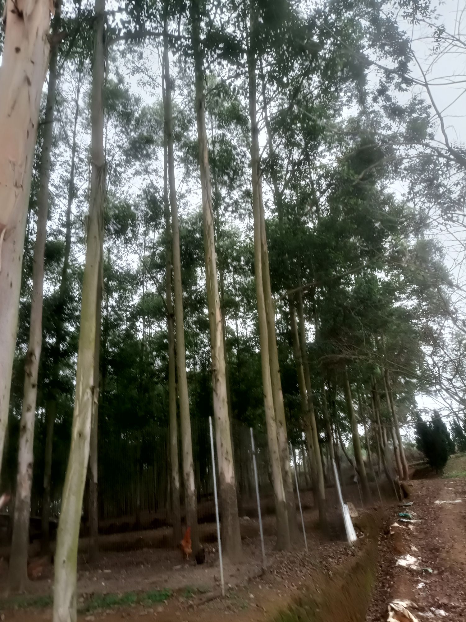 黄花风铃木景区(桐坑)旅行图片 2