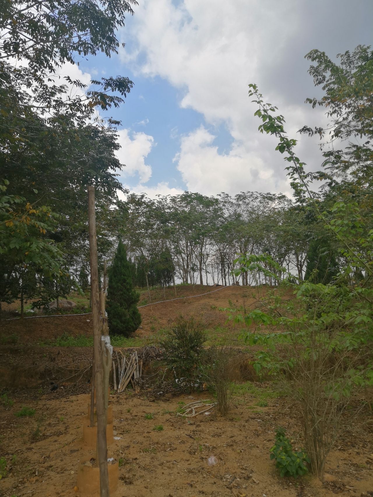 黄花风铃木景区(桐坑)旅行图片 2