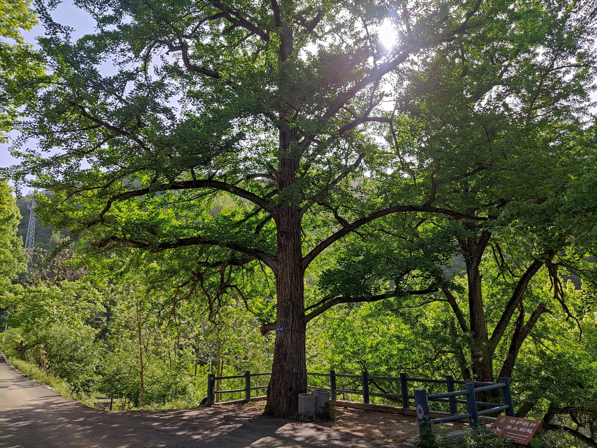 千年银杏林旅行图片 1