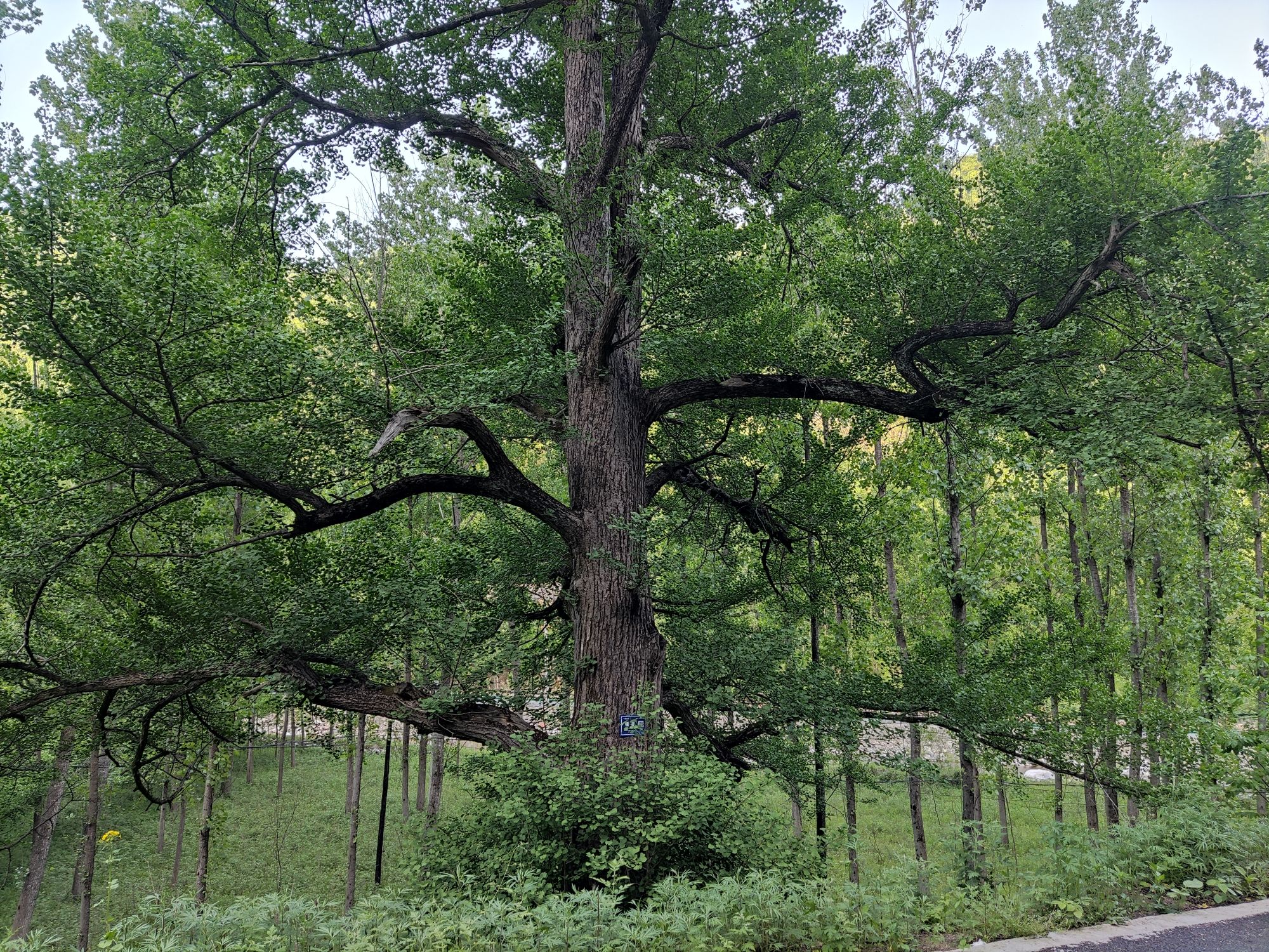 千年银杏林旅行图片 2