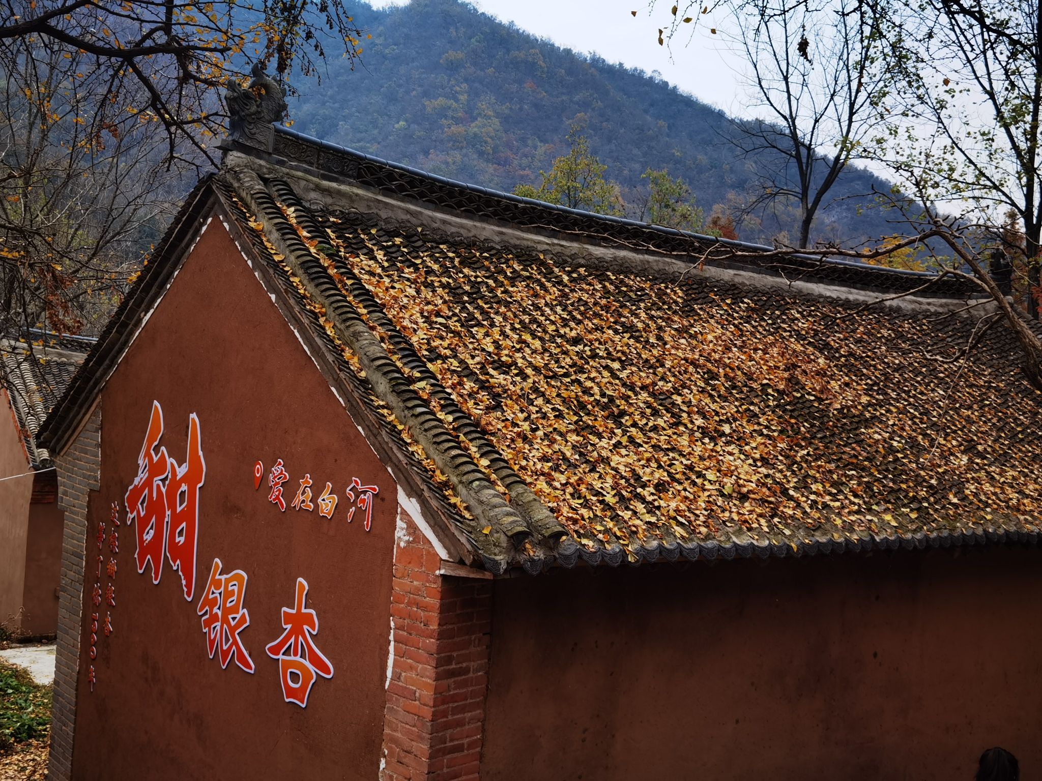 千年银杏林旅行图片 1