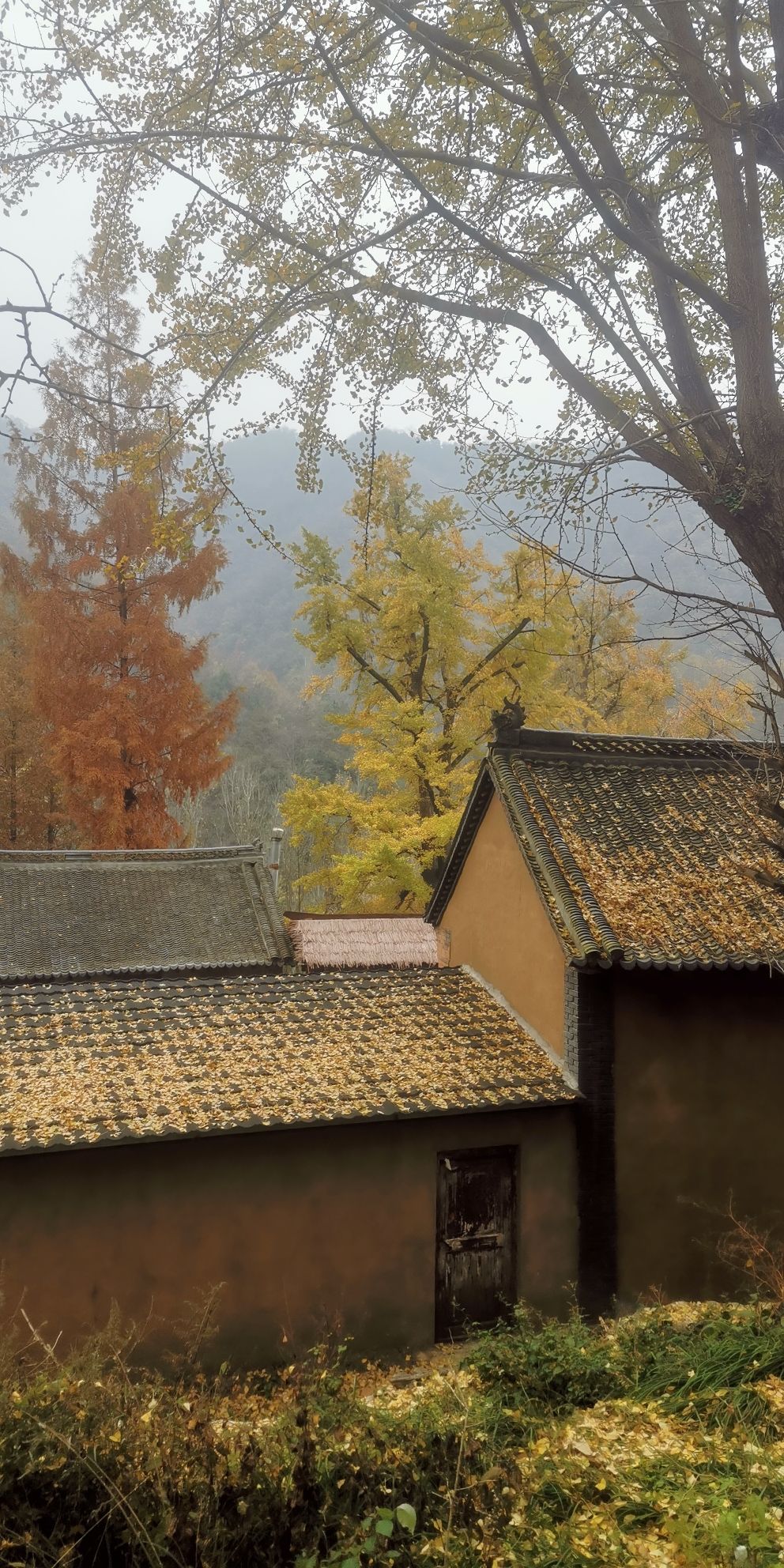 千年银杏林旅行图片 1