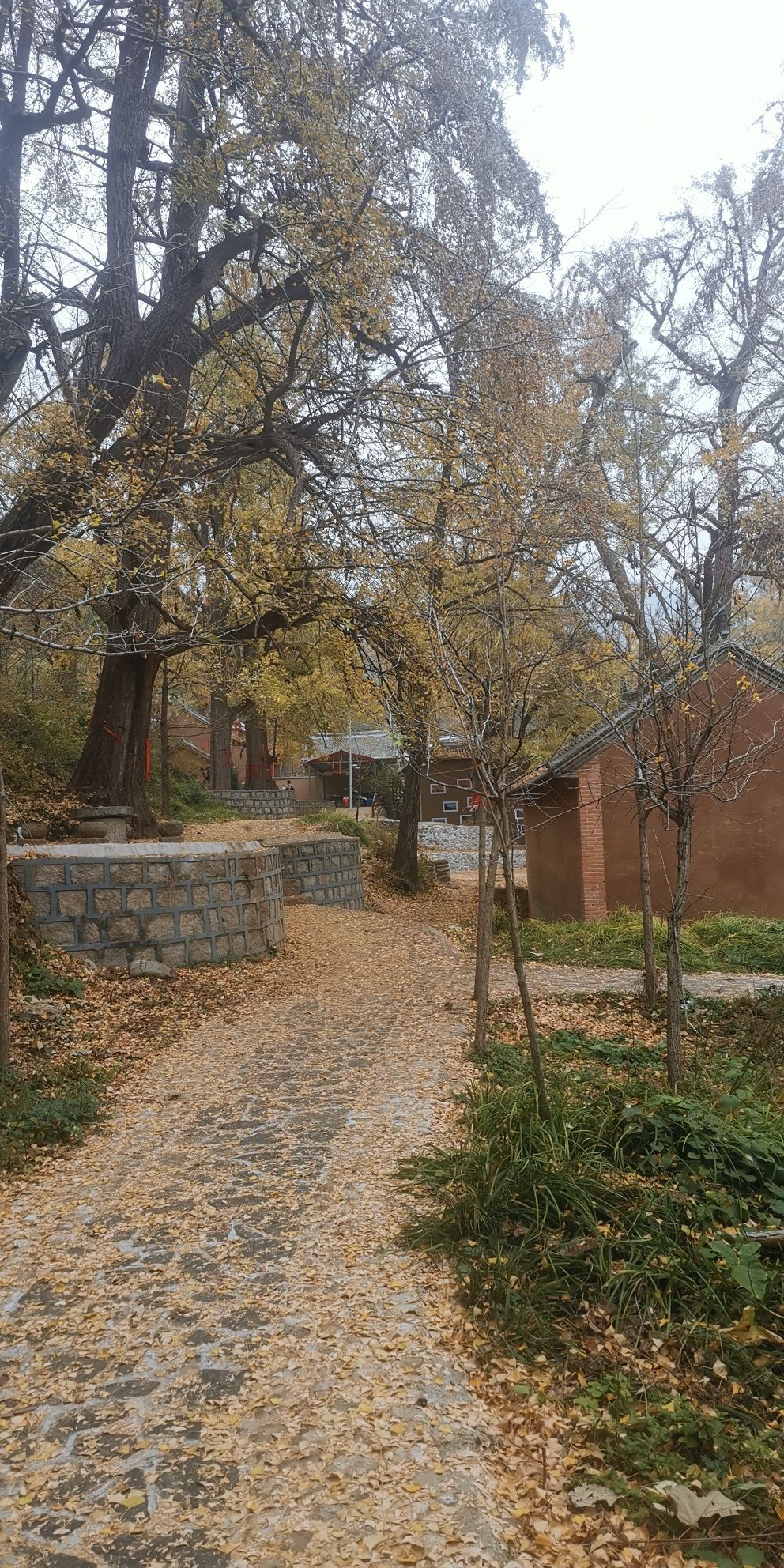 千年银杏林旅行图片 2