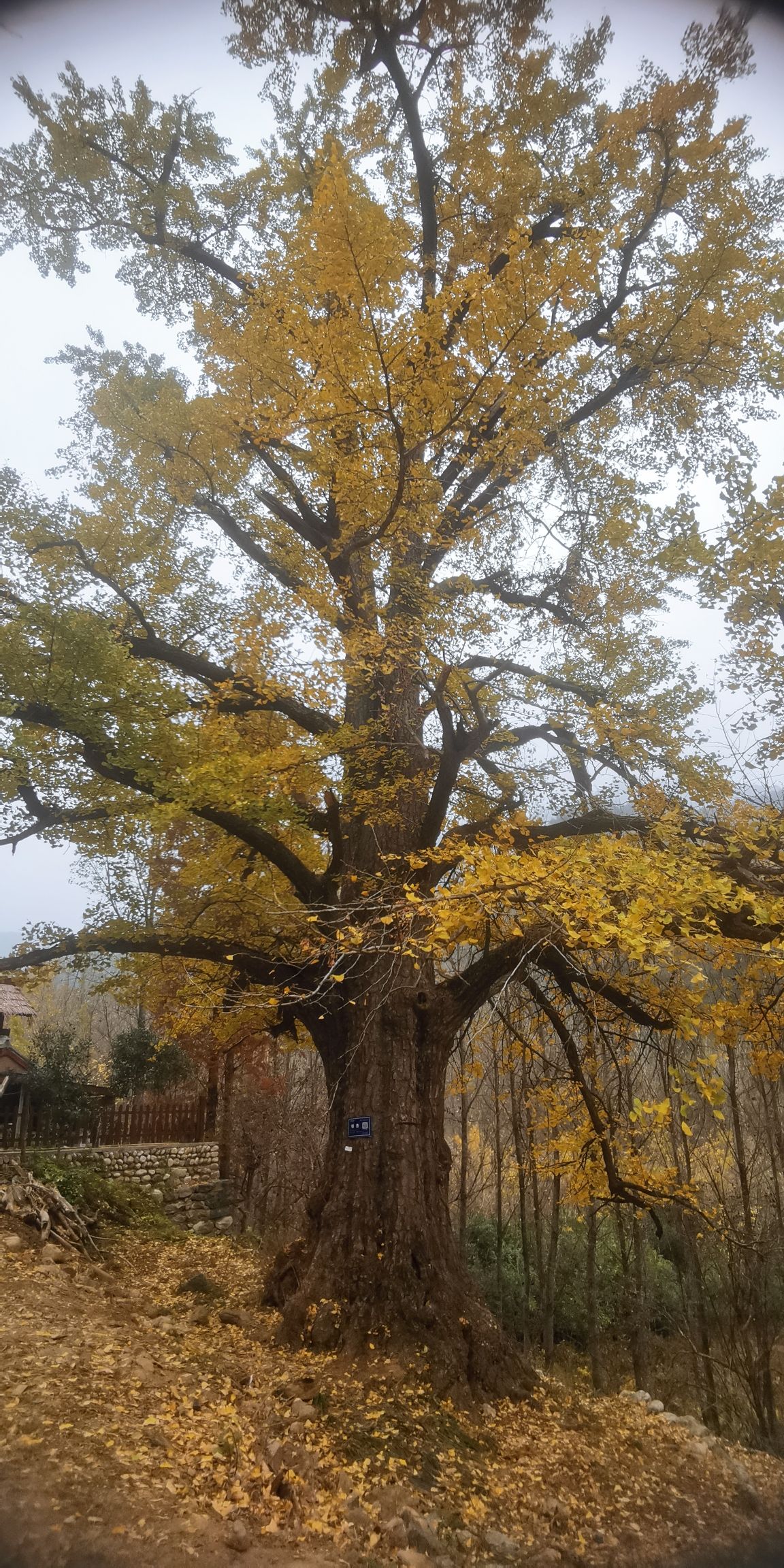 千年银杏林旅行图片 3