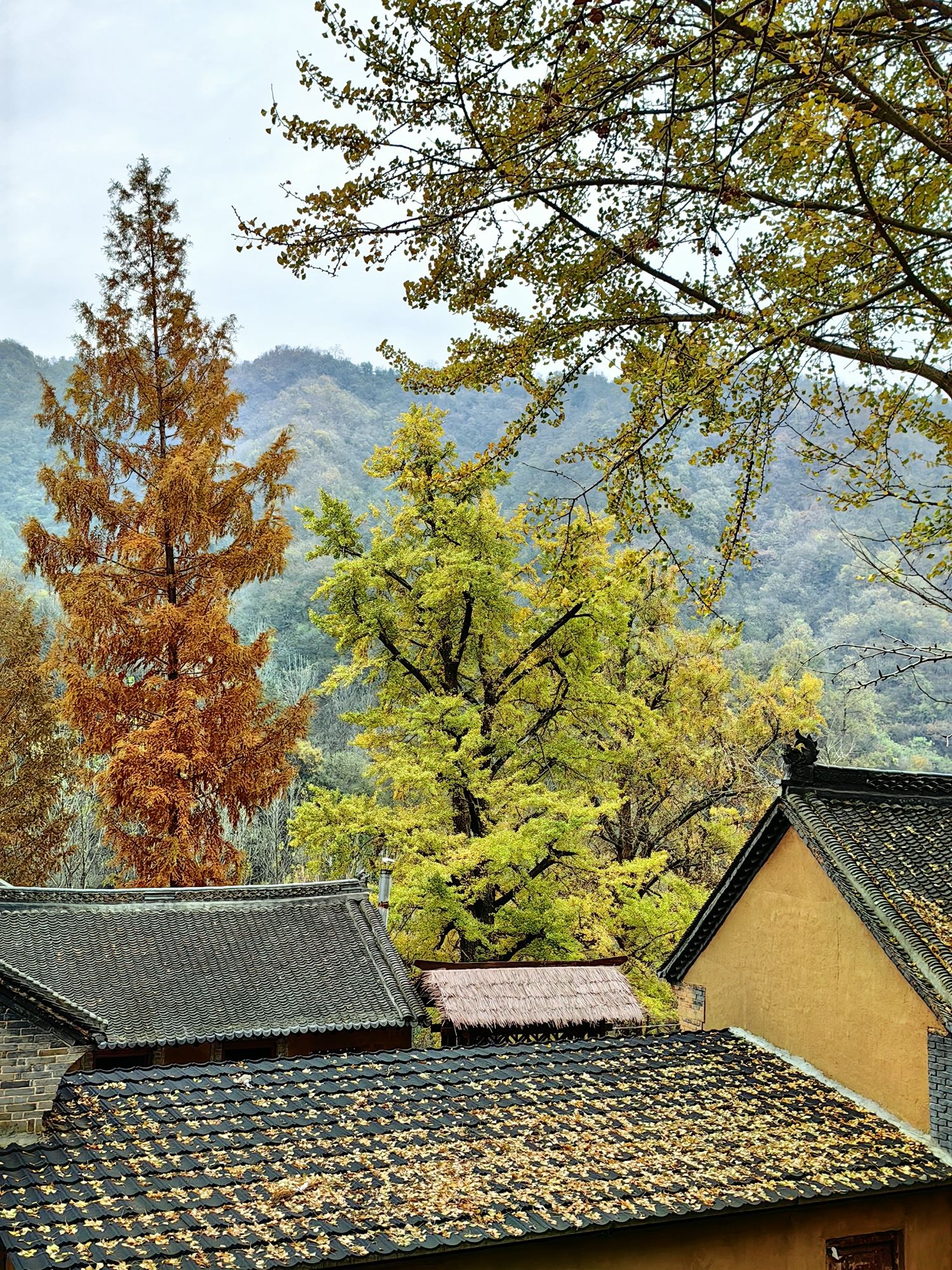 千年银杏林旅行图片 2