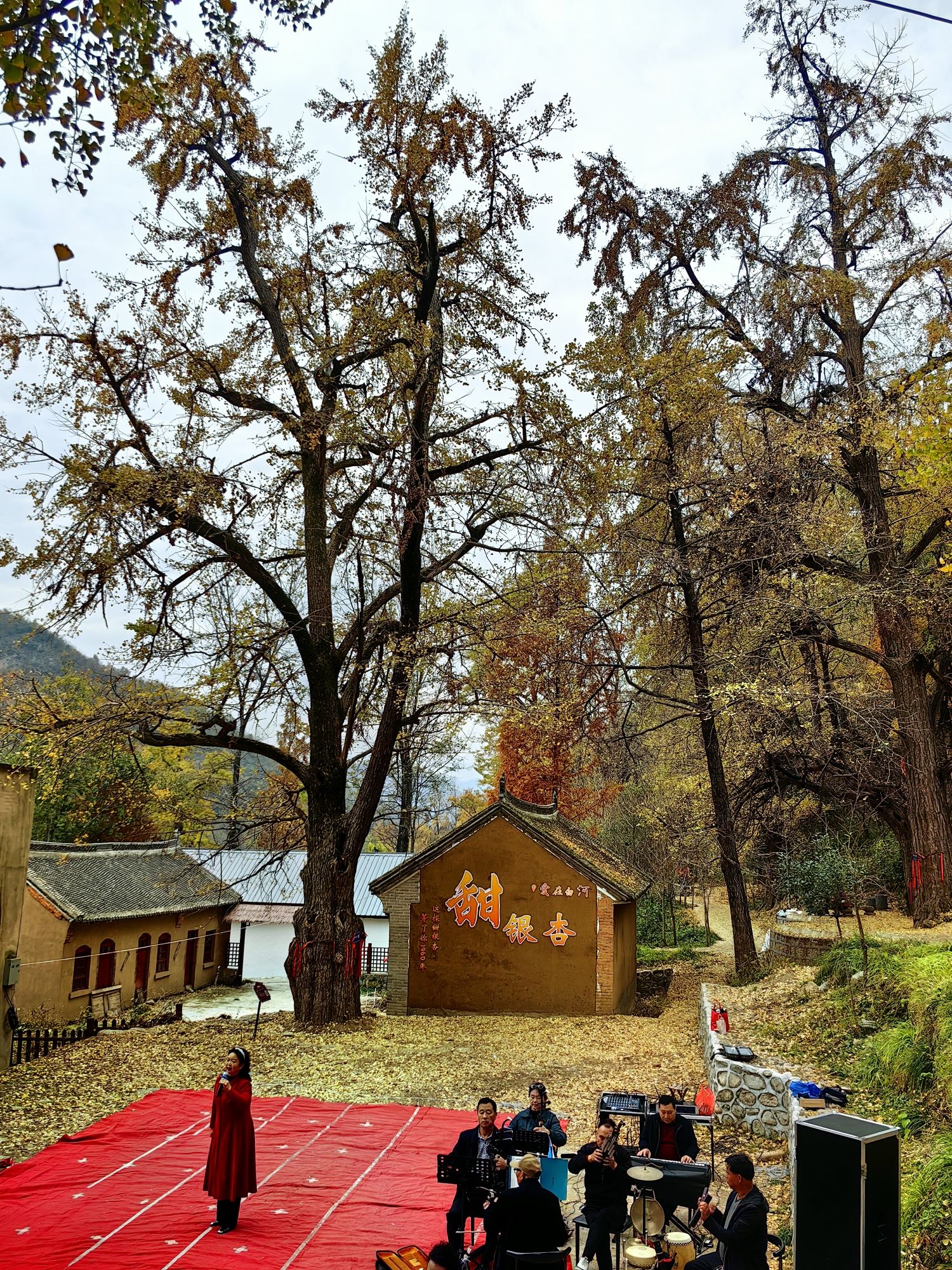 千年银杏林旅行图片 3