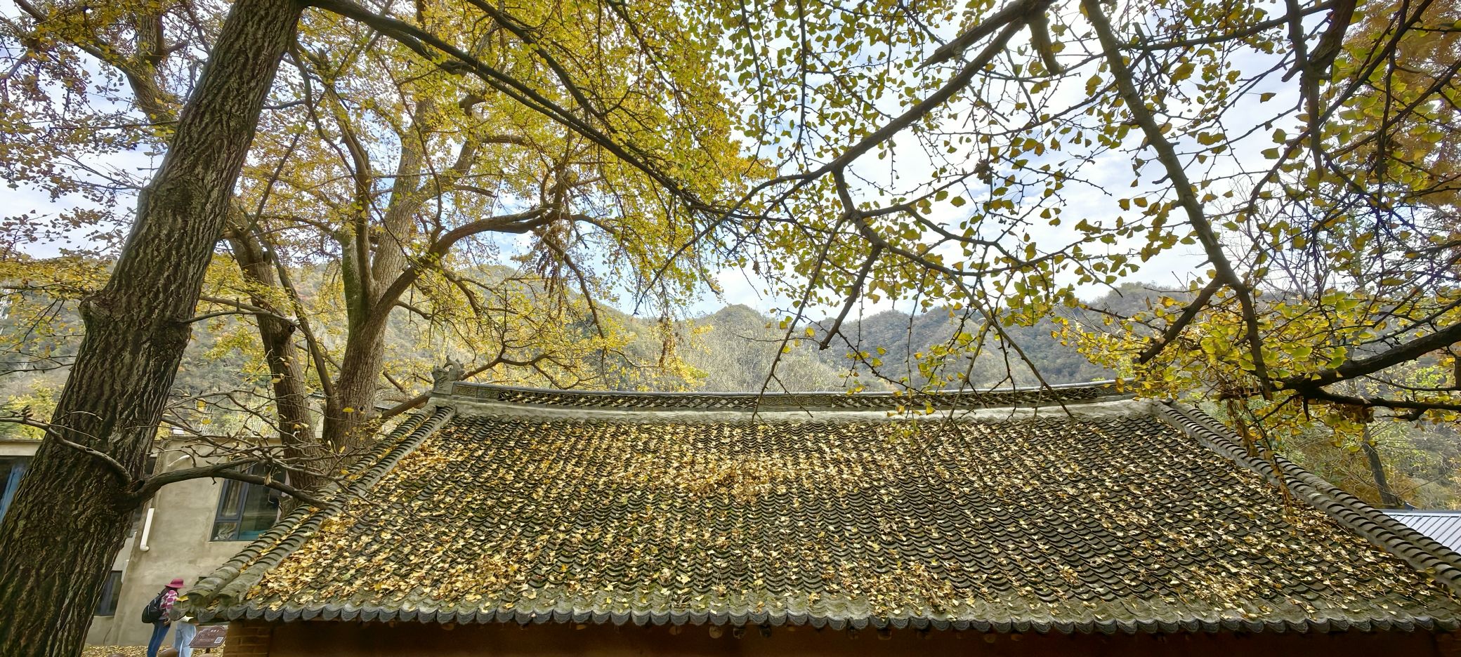 千年银杏林旅行图片 1