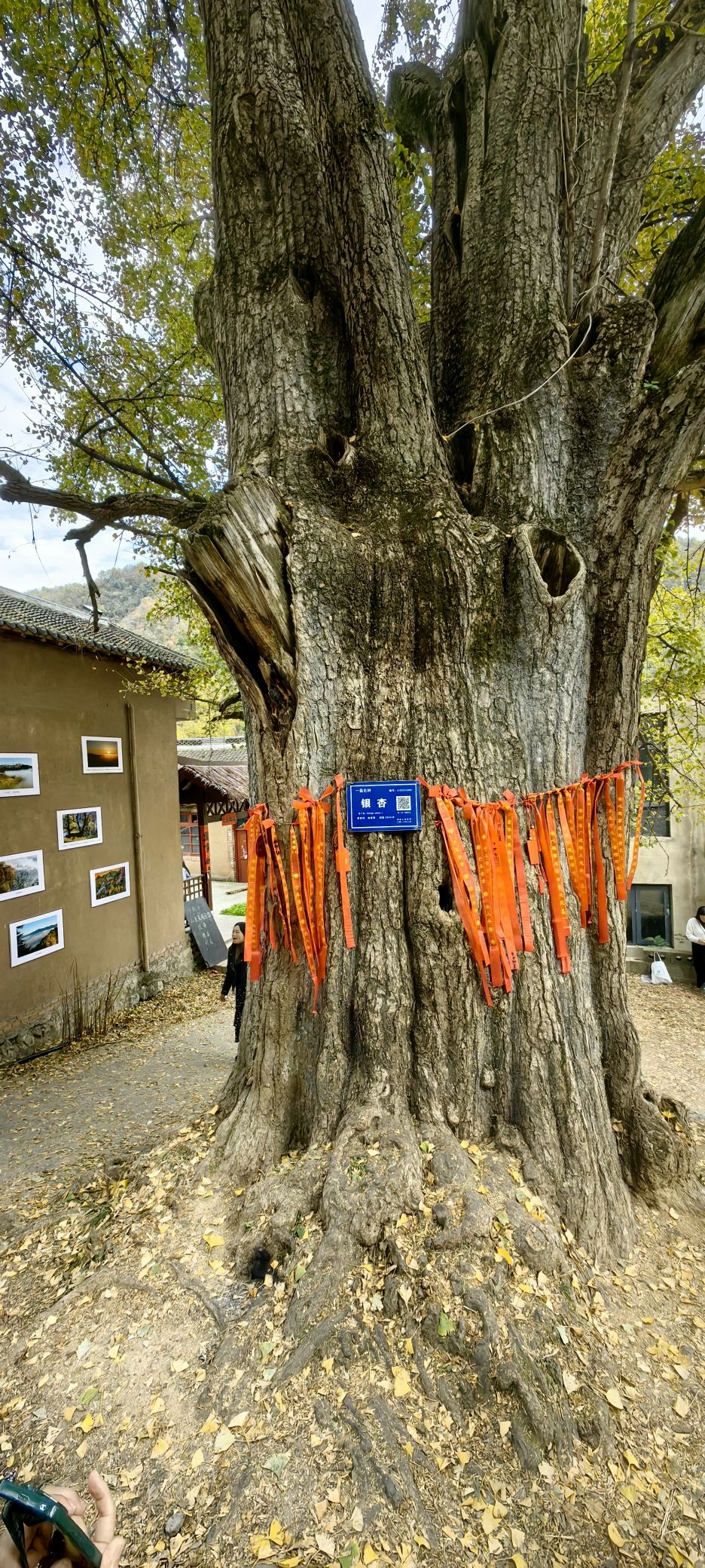 千年银杏林旅行图片 3