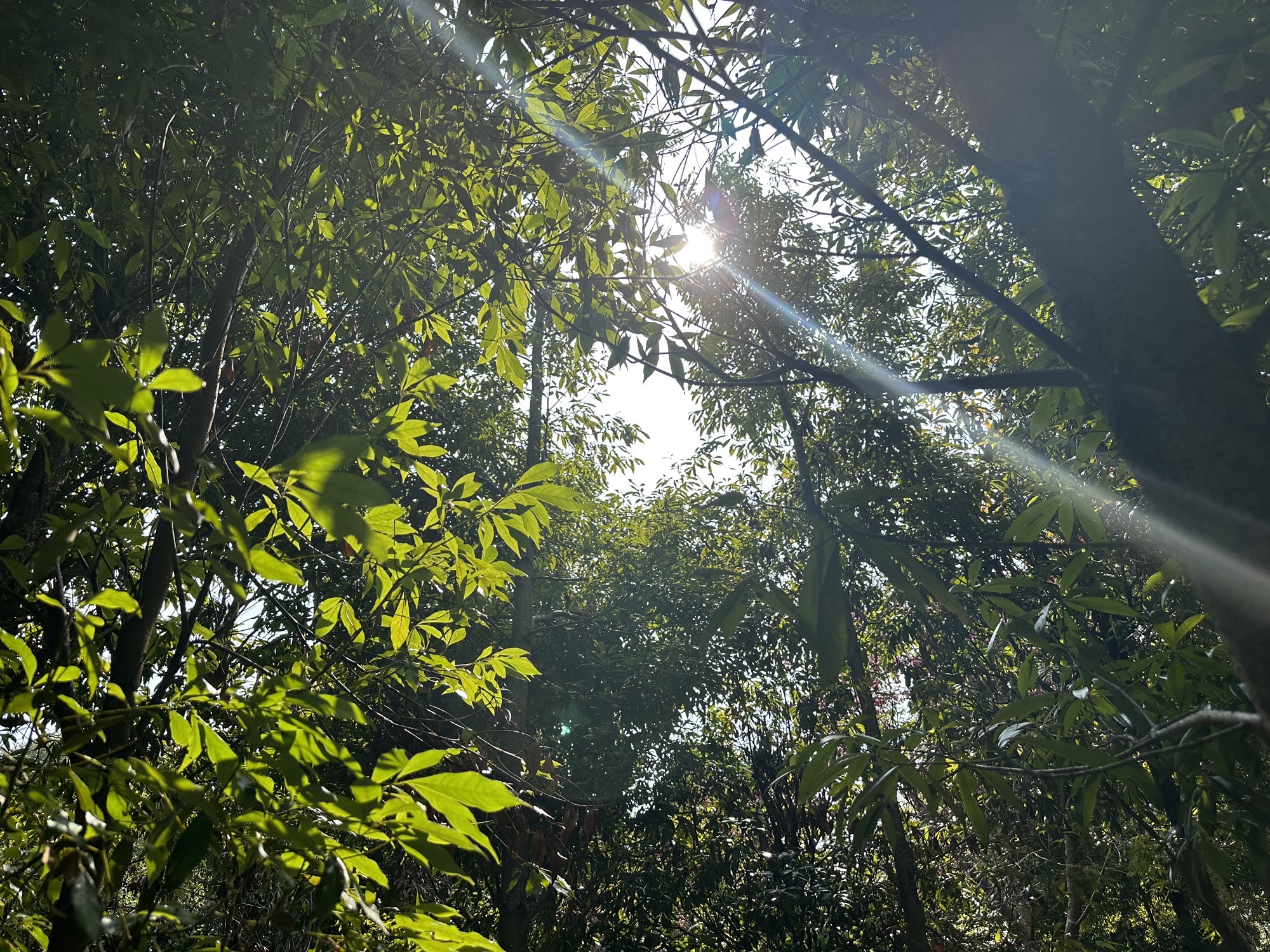 七江镇守拙园旅行图片 1