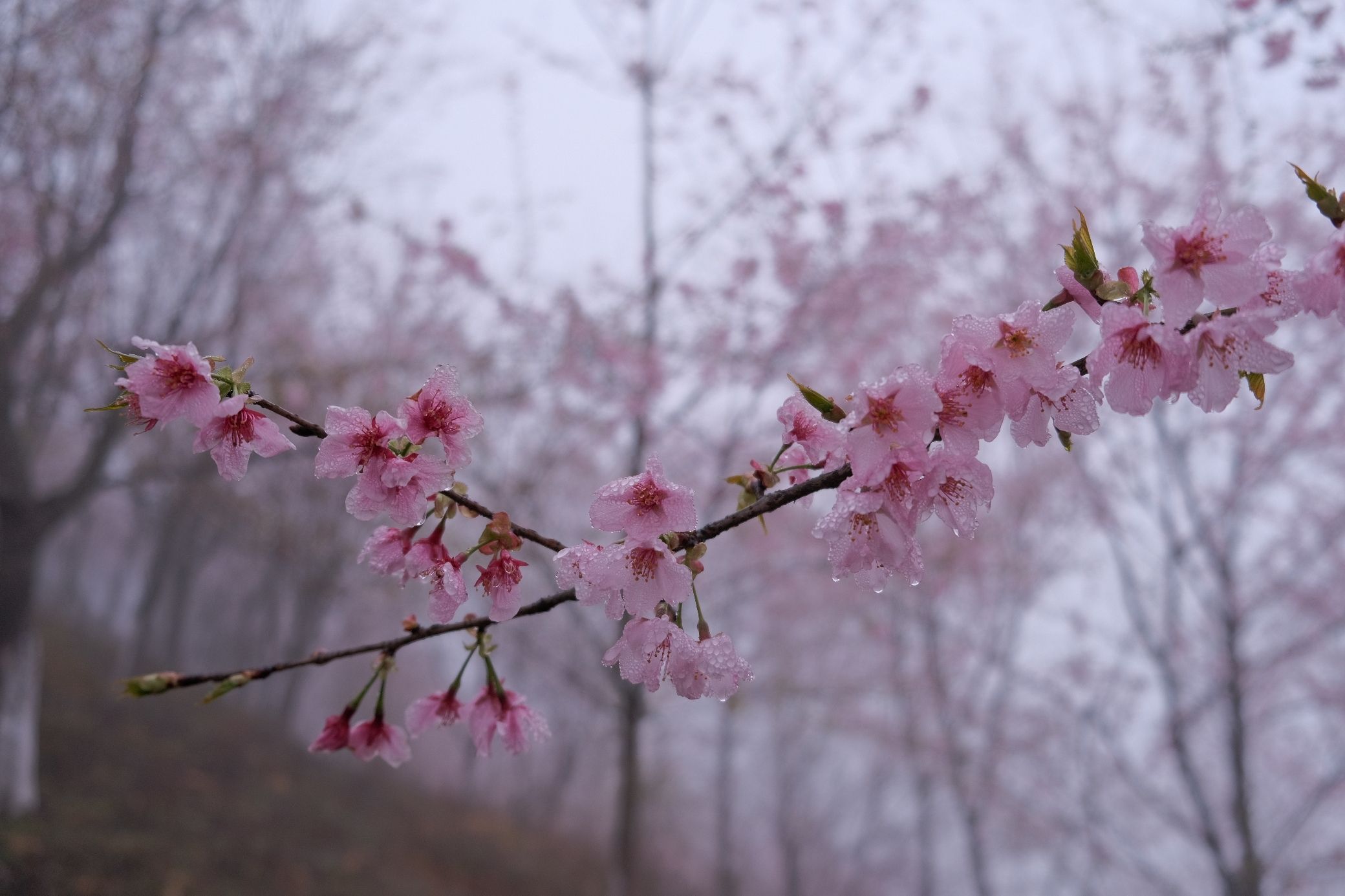 大田屏山·仙居山樱花园旅行图片 3