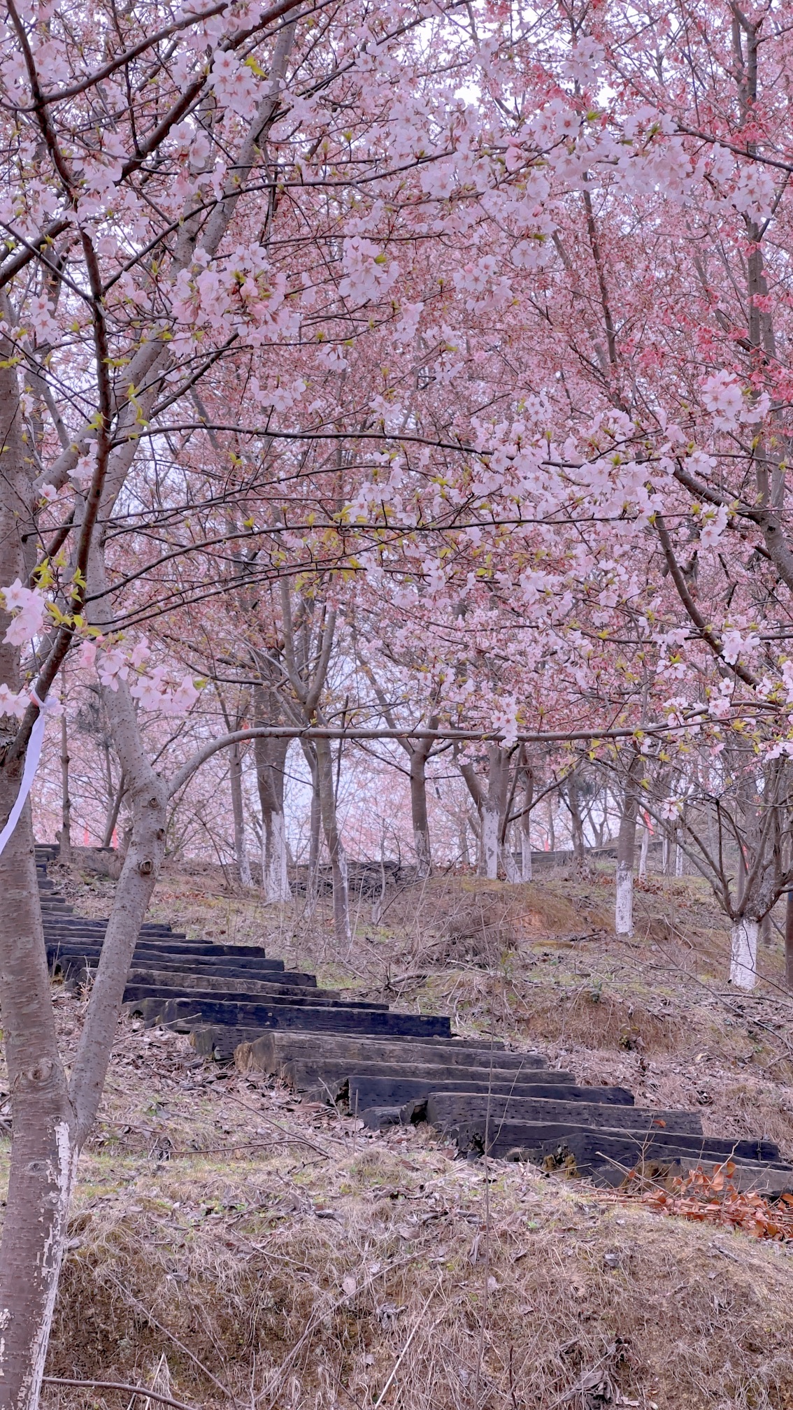 大田屏山·仙居山樱花园旅行图片 2