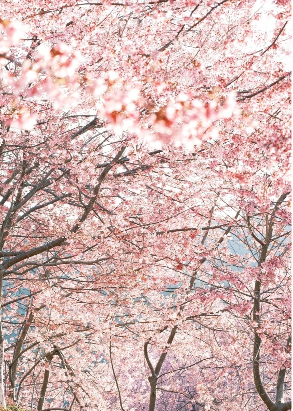 大田屏山·仙居山樱花园旅行图片 1
