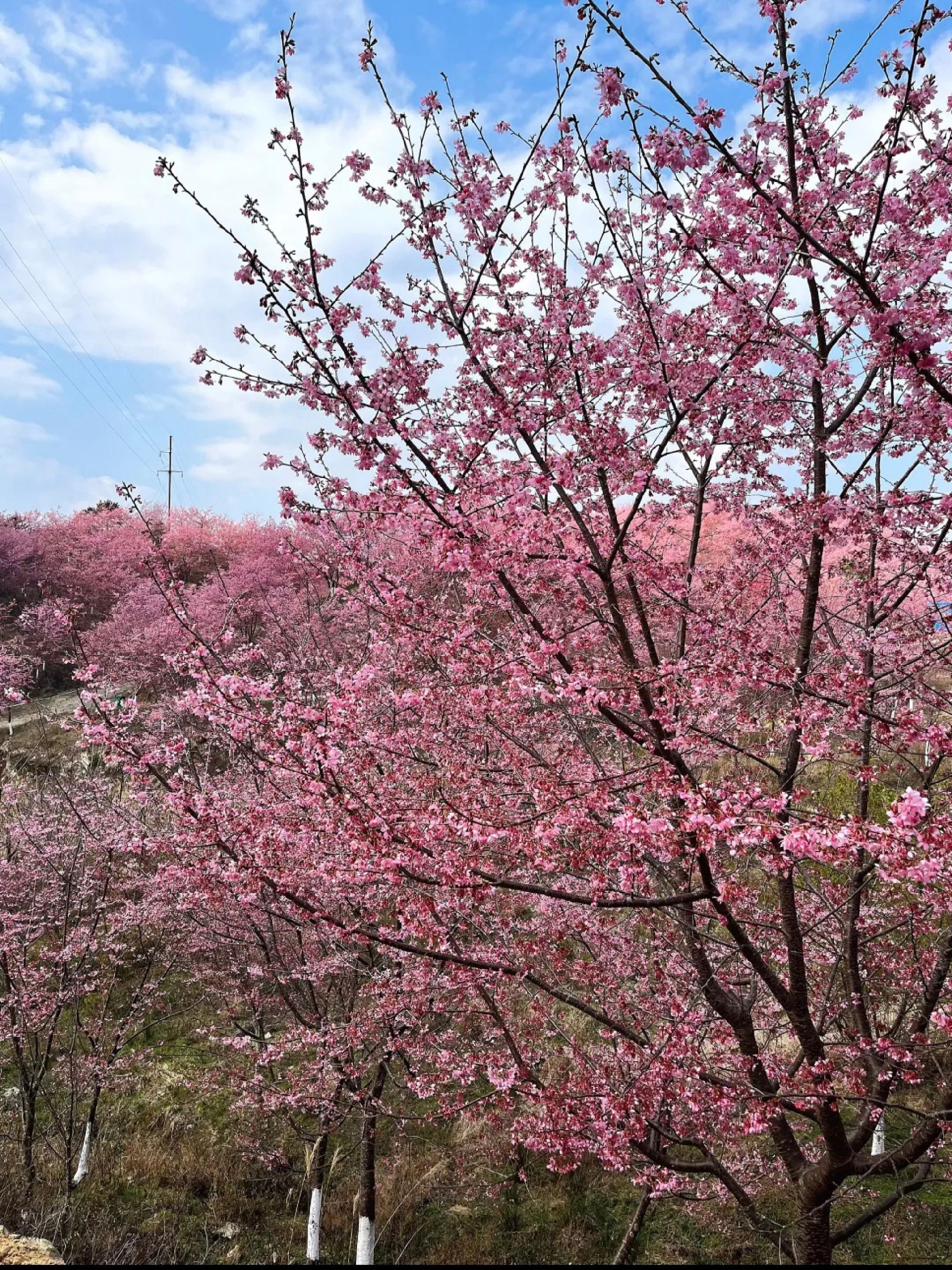 大田屏山·仙居山樱花园旅行图片 1