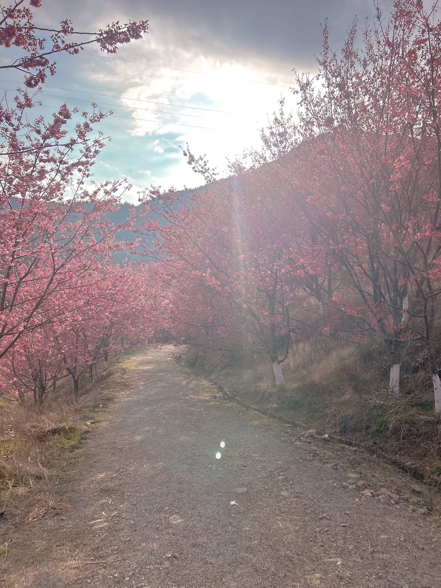 大田屏山·仙居山樱花园旅行图片 2
